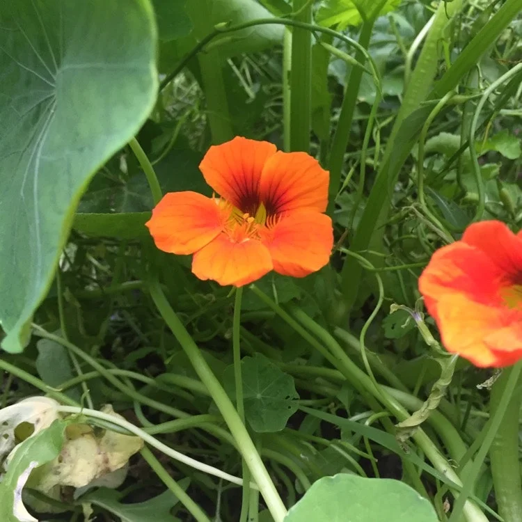 Ep 2: Composting Basics