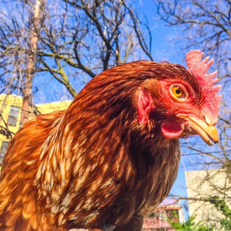 Ep 4: All About Chicken Hormones (From A Chicken Farmer)