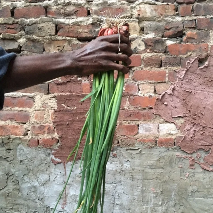 Ep 7: The Radical History of NYC Community Gardens