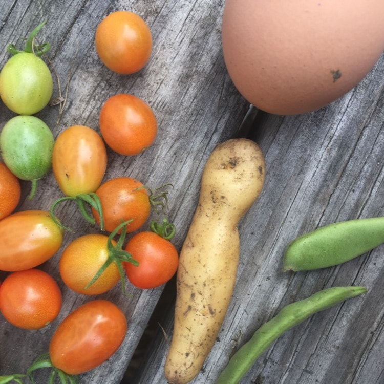 Ep 9: Extending the Harvest
