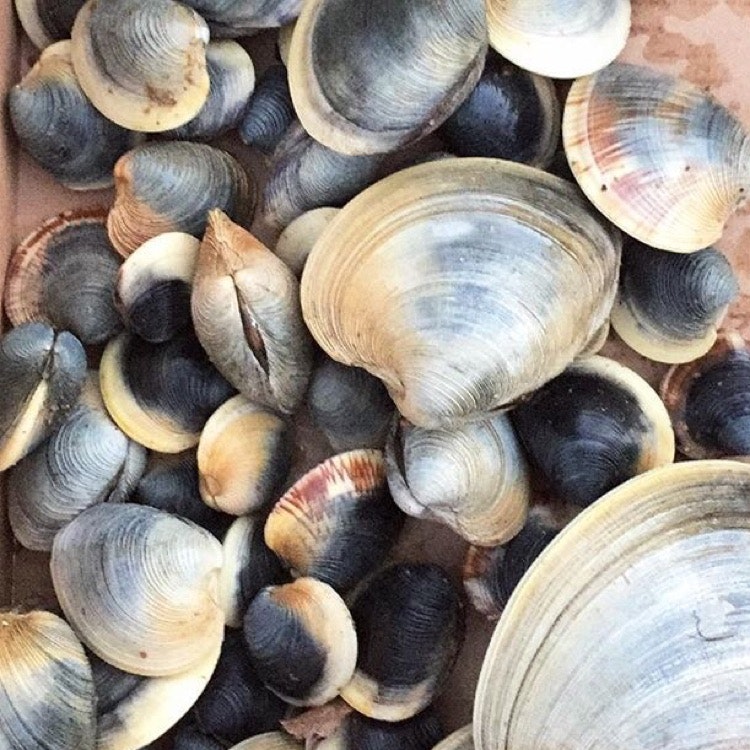 Ep 18: History of Bone Broth