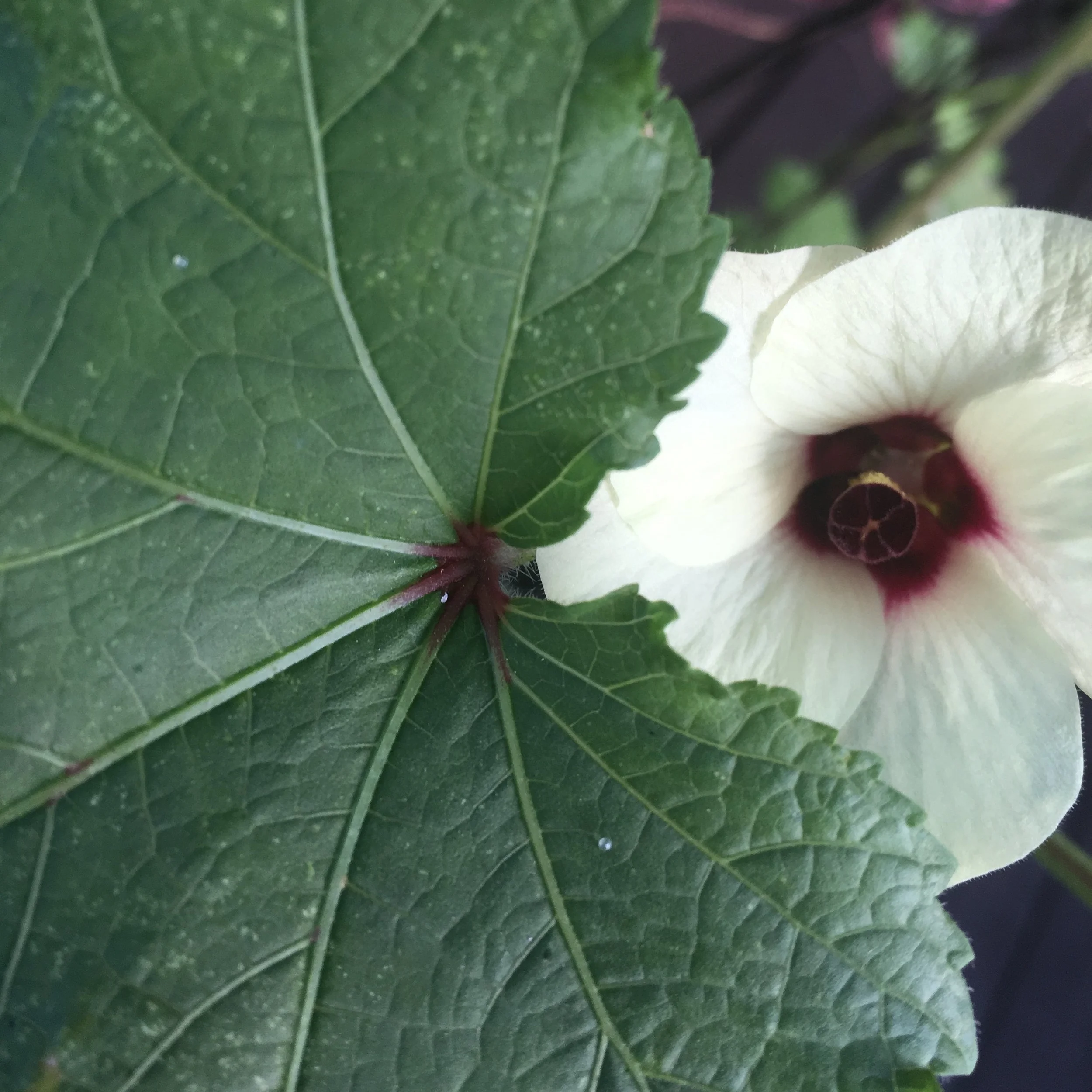 Ep 20: Container Gardening