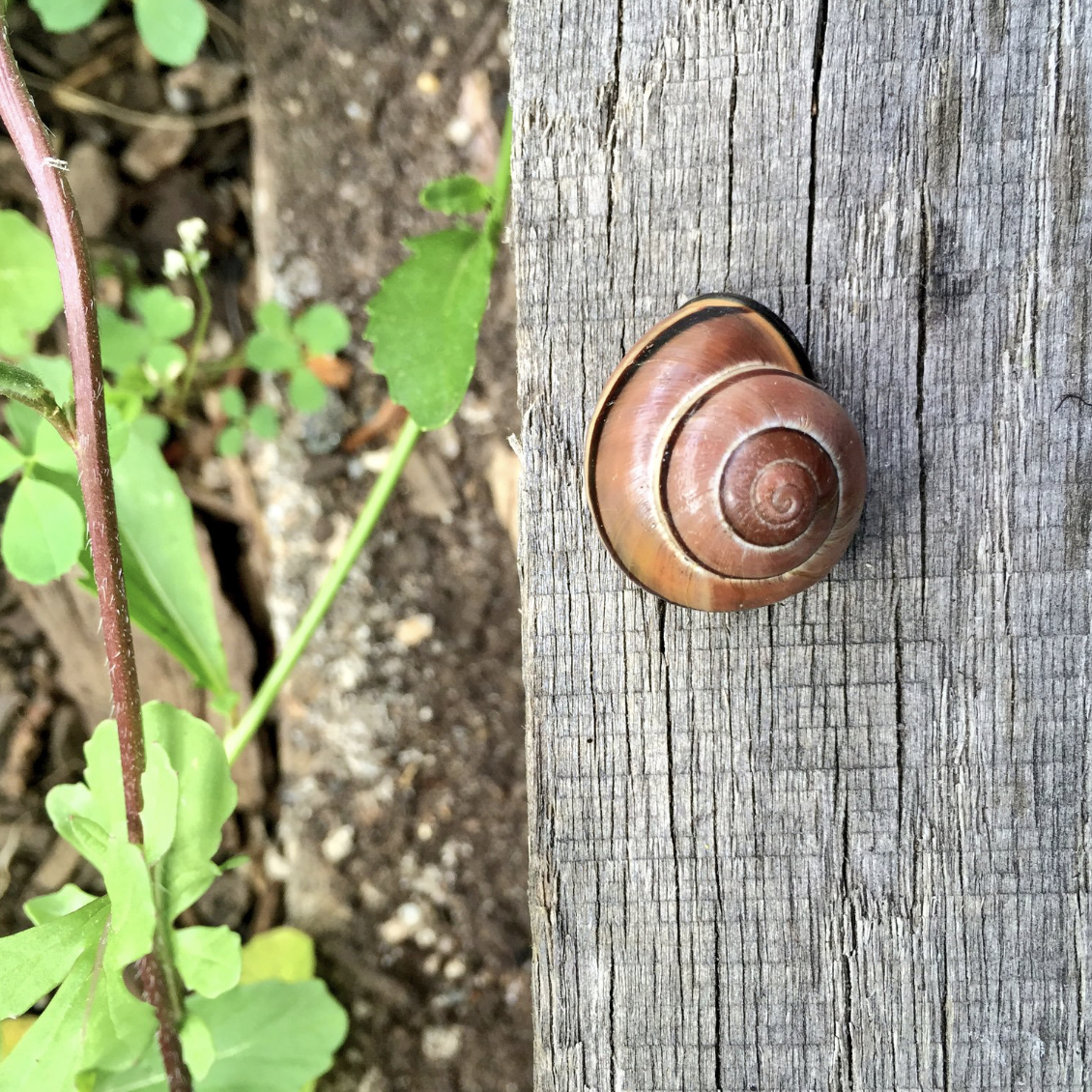 Ep 24: Farming With Permaculture 