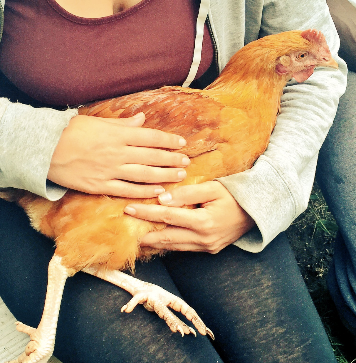 Ep 26: Permaculture Farming With Chickens