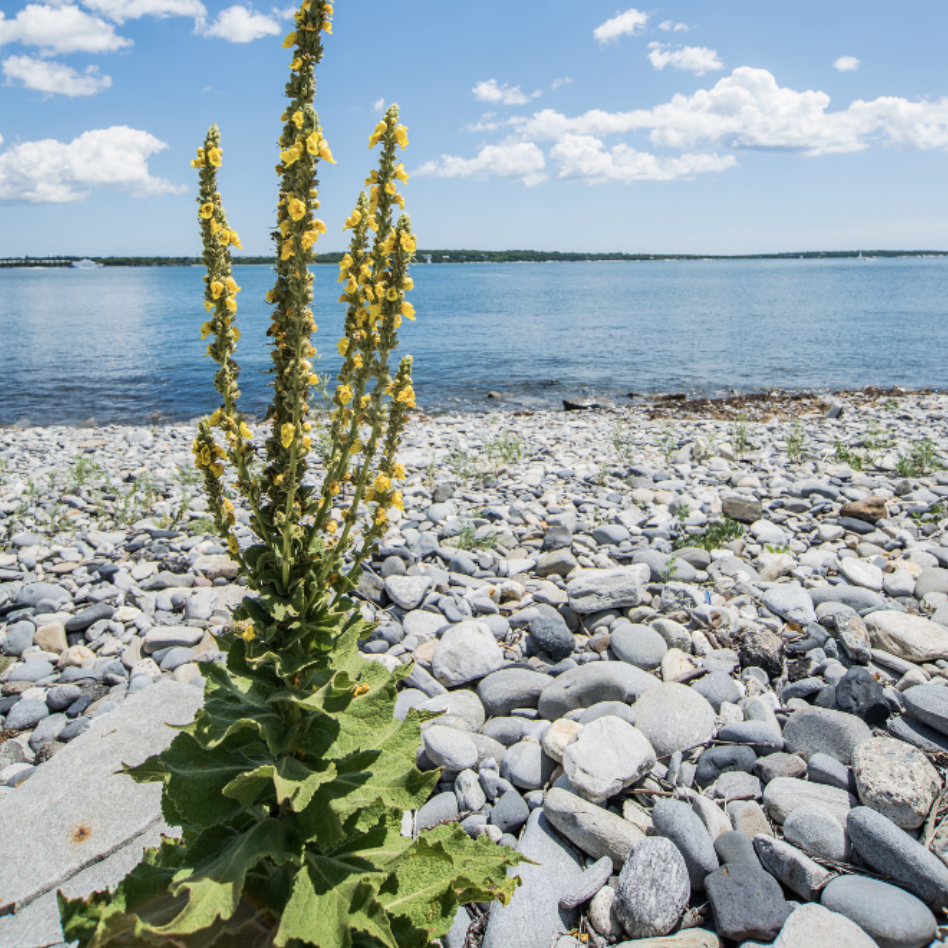 Ep 28: Herb Profile on Mullein