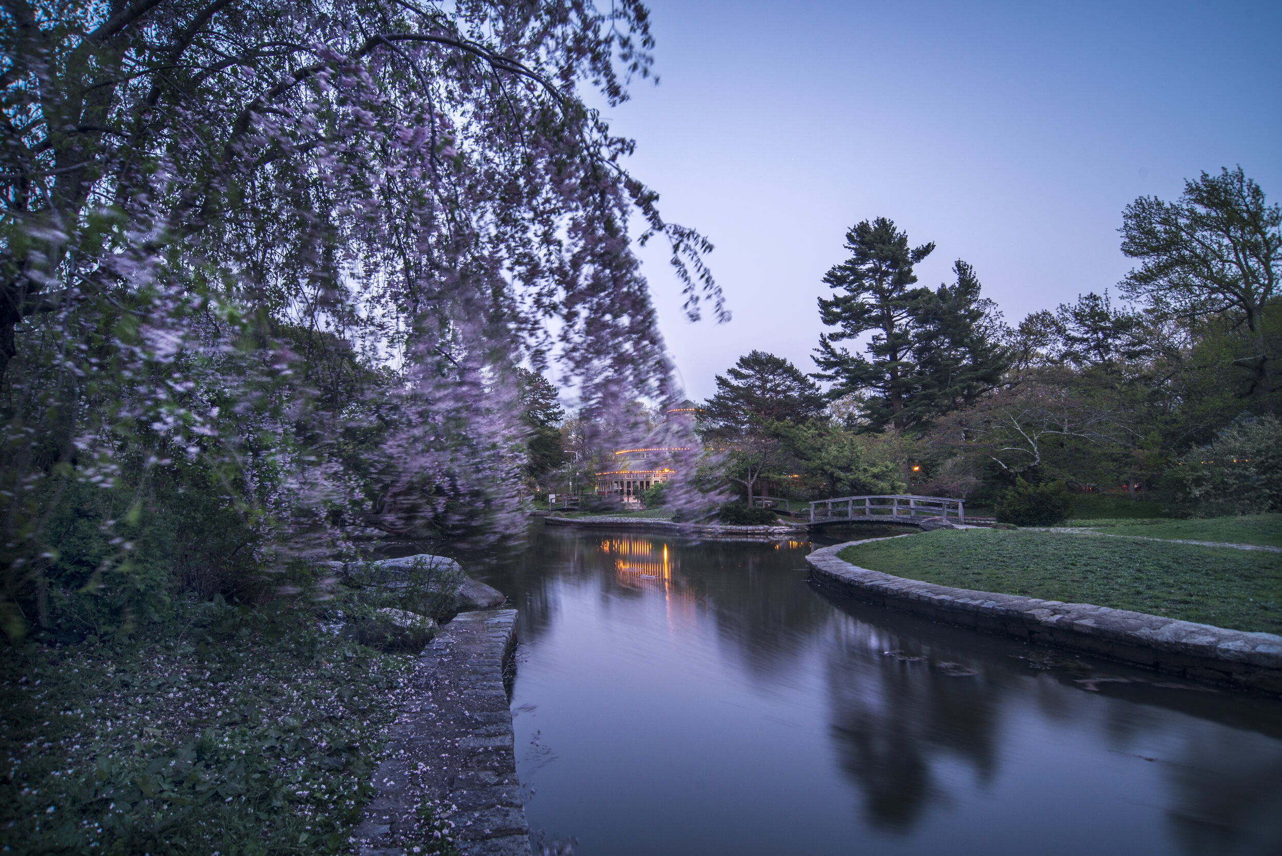 Roger Williams Park Cherry Blossoms.jpg