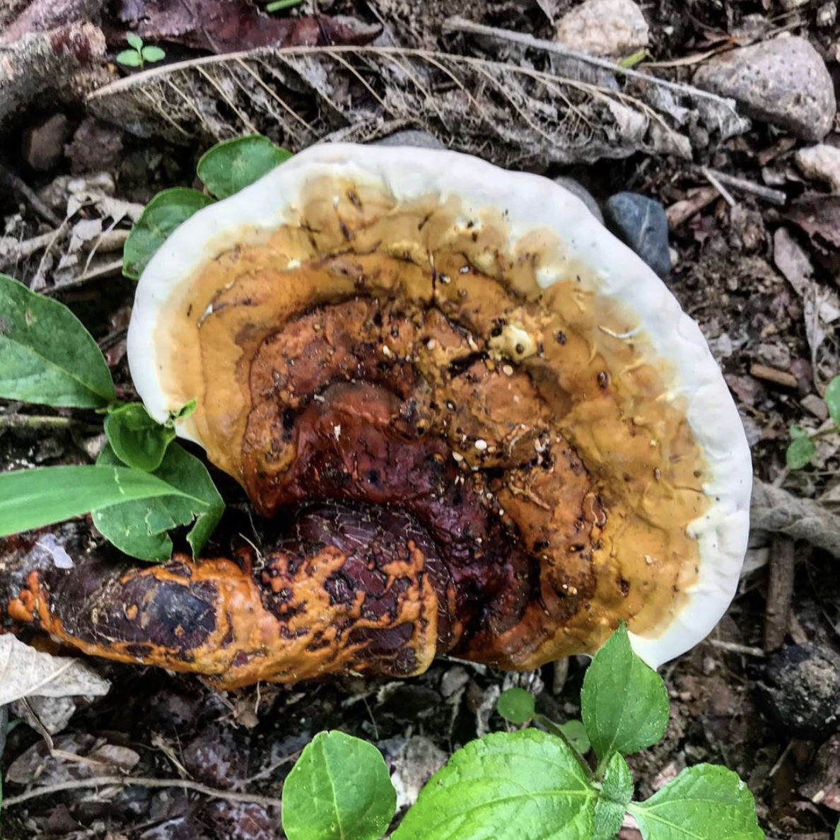 Ep 36:  Intro To Foraging