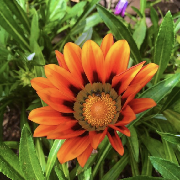 Ep 41: Healing from Migraines