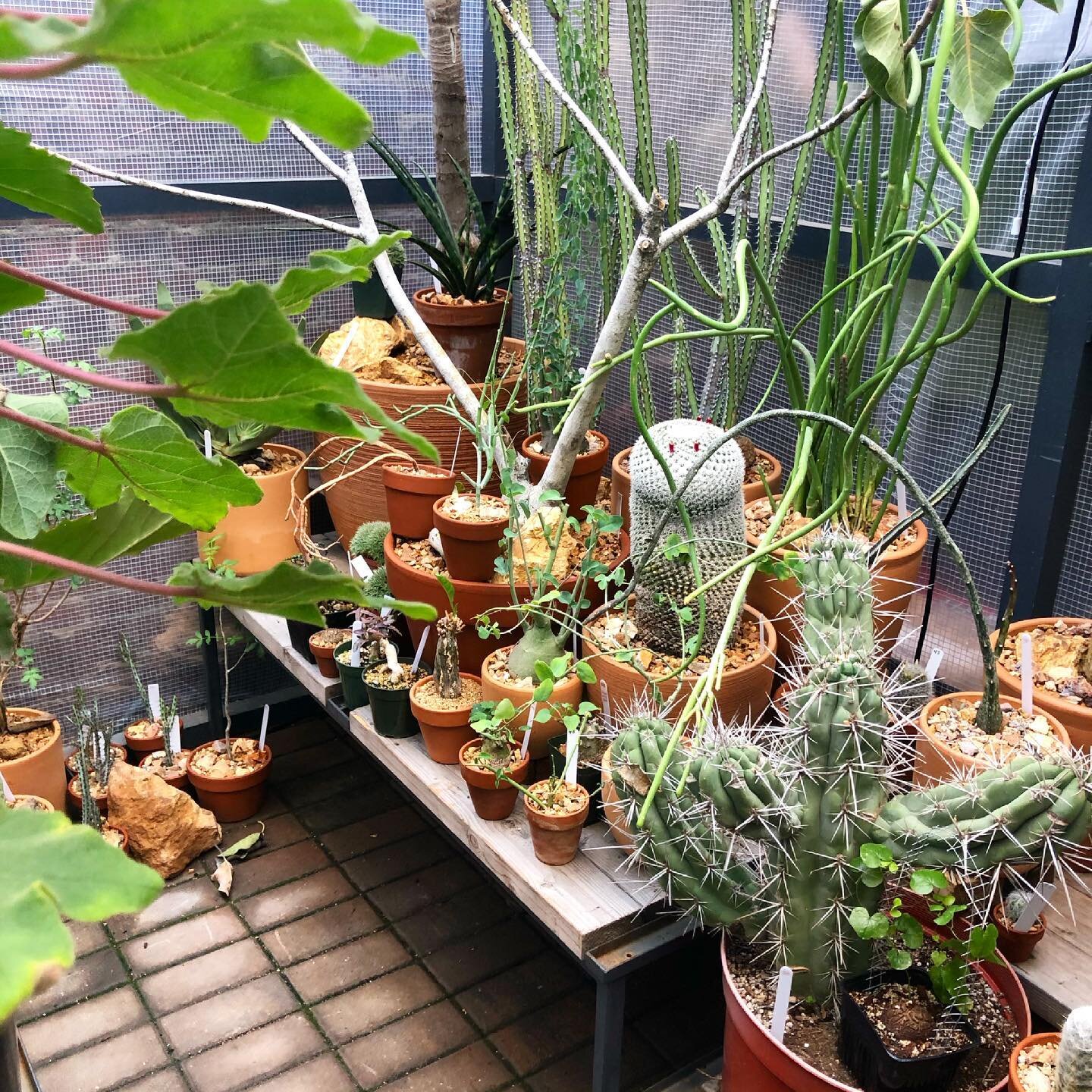The inimitable LA cactus dealer, @hotcactus_la , is BACK. They opened their Dimes Square outpost two summers ago, and after a virus-related year off you can find them in the same spot! The best place to buy a wild cactus with a lot of character &lt;3
