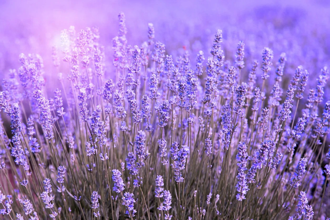 iStock-621688168.jpg