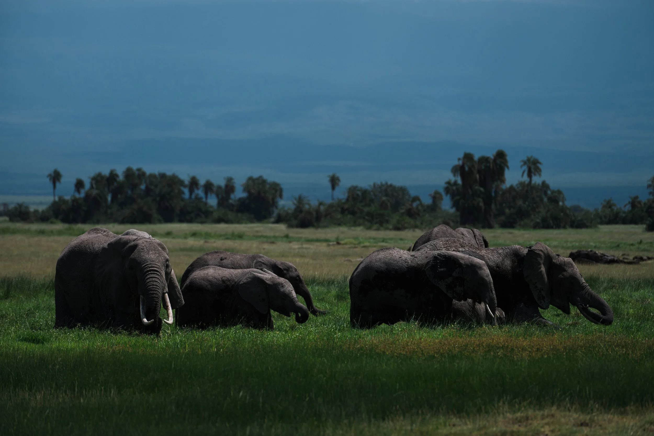 Amboseli 4.jpg