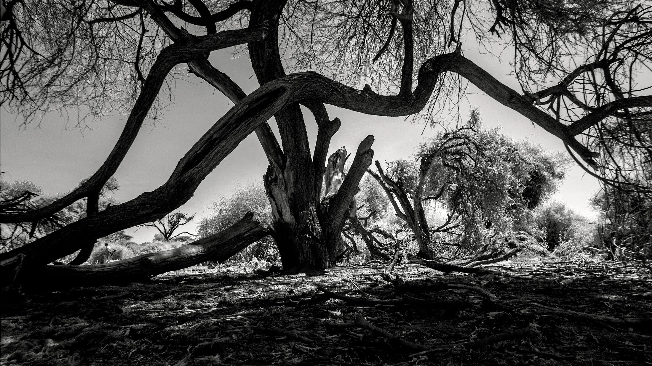 IR_Trees_converted-2119-w2.jpg