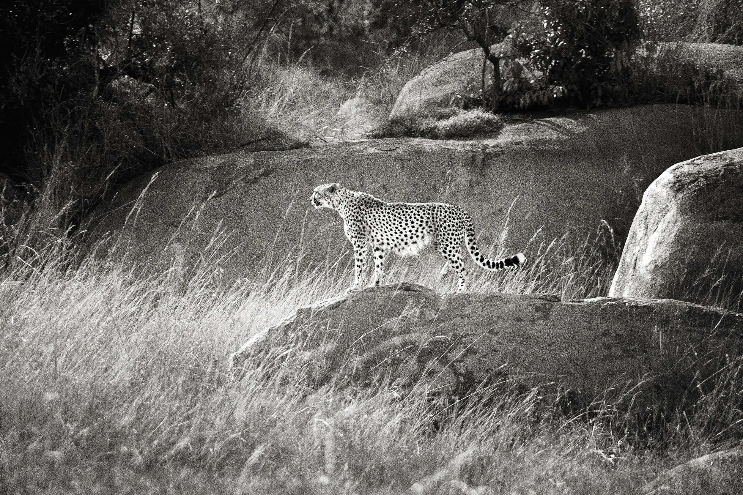 On-the-prowl-nowhite+copy.jpg
