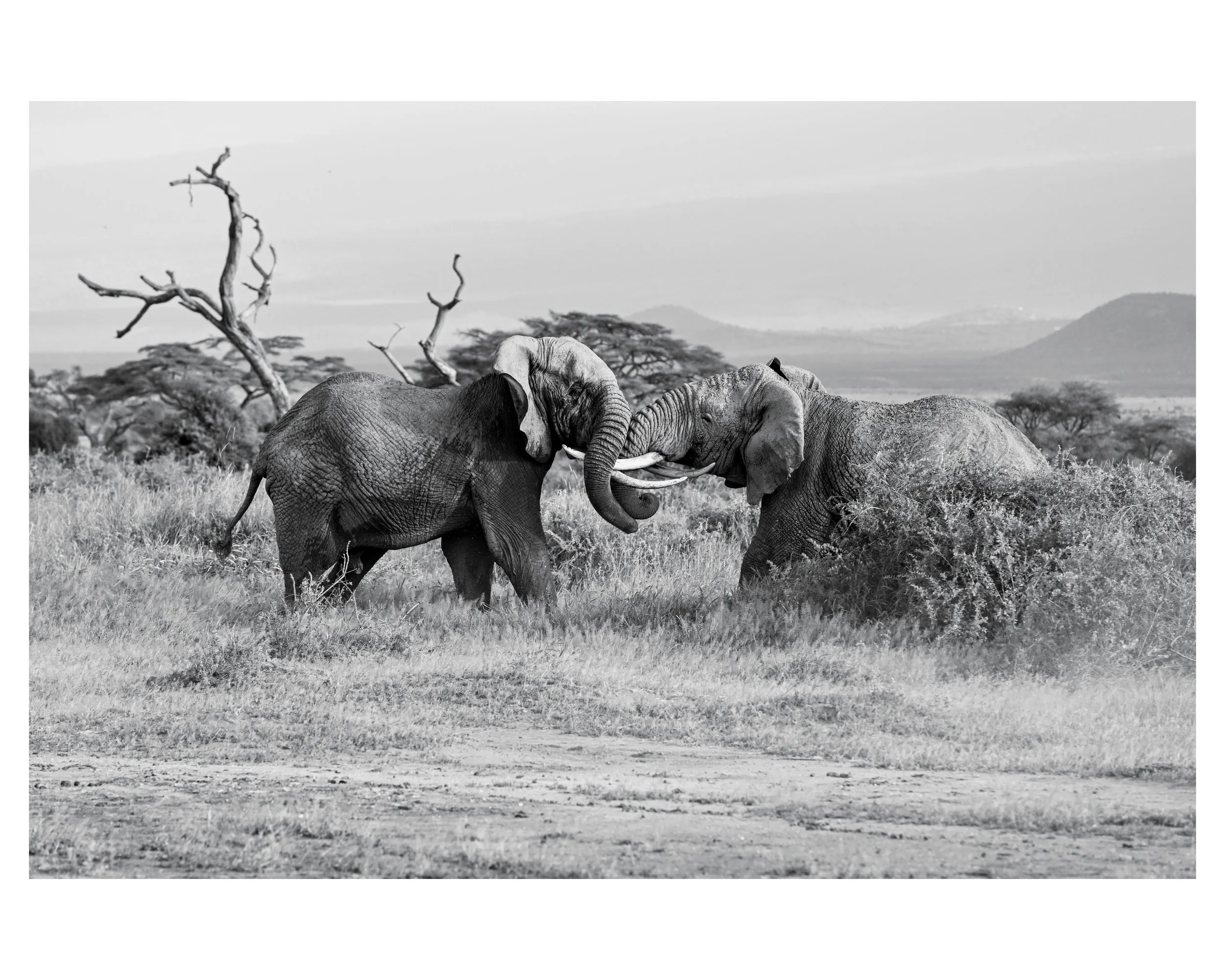 Dueling Ele 16x20 in