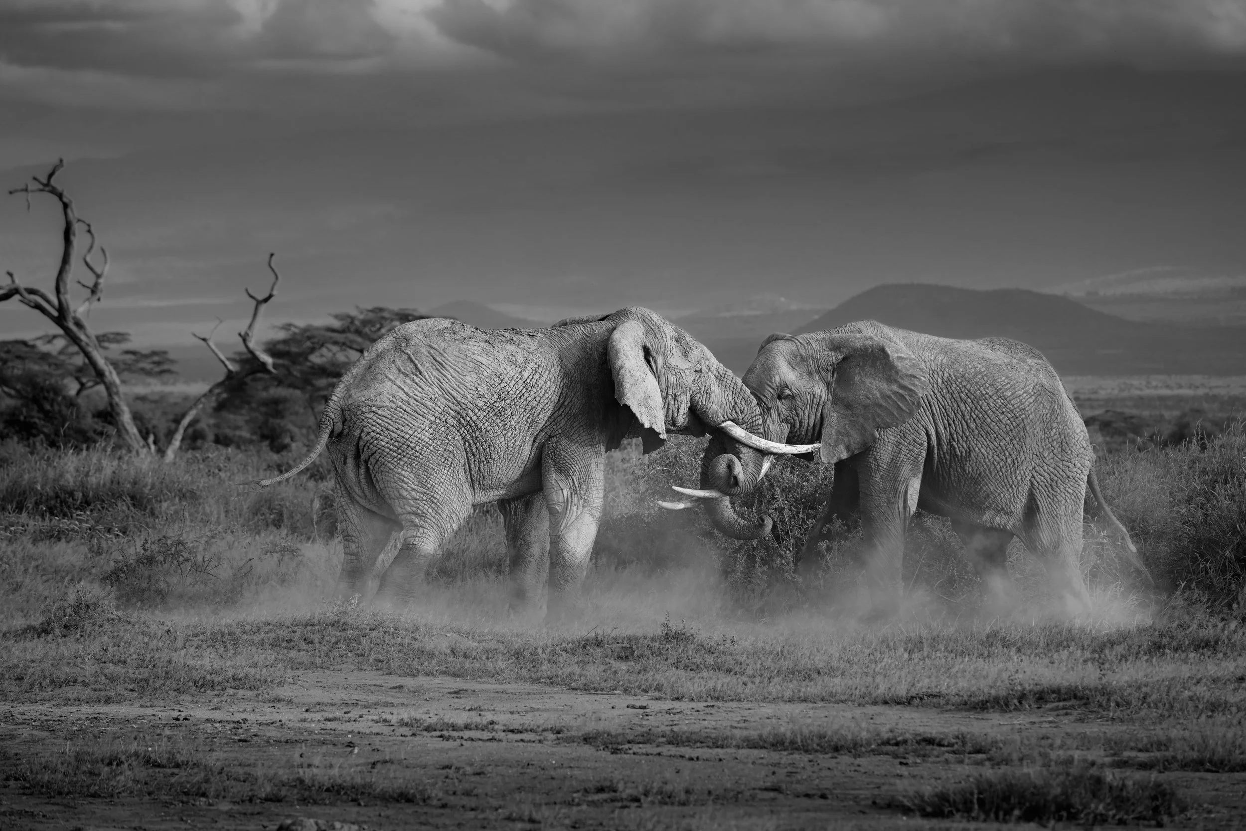 Amboseli 5.jpg