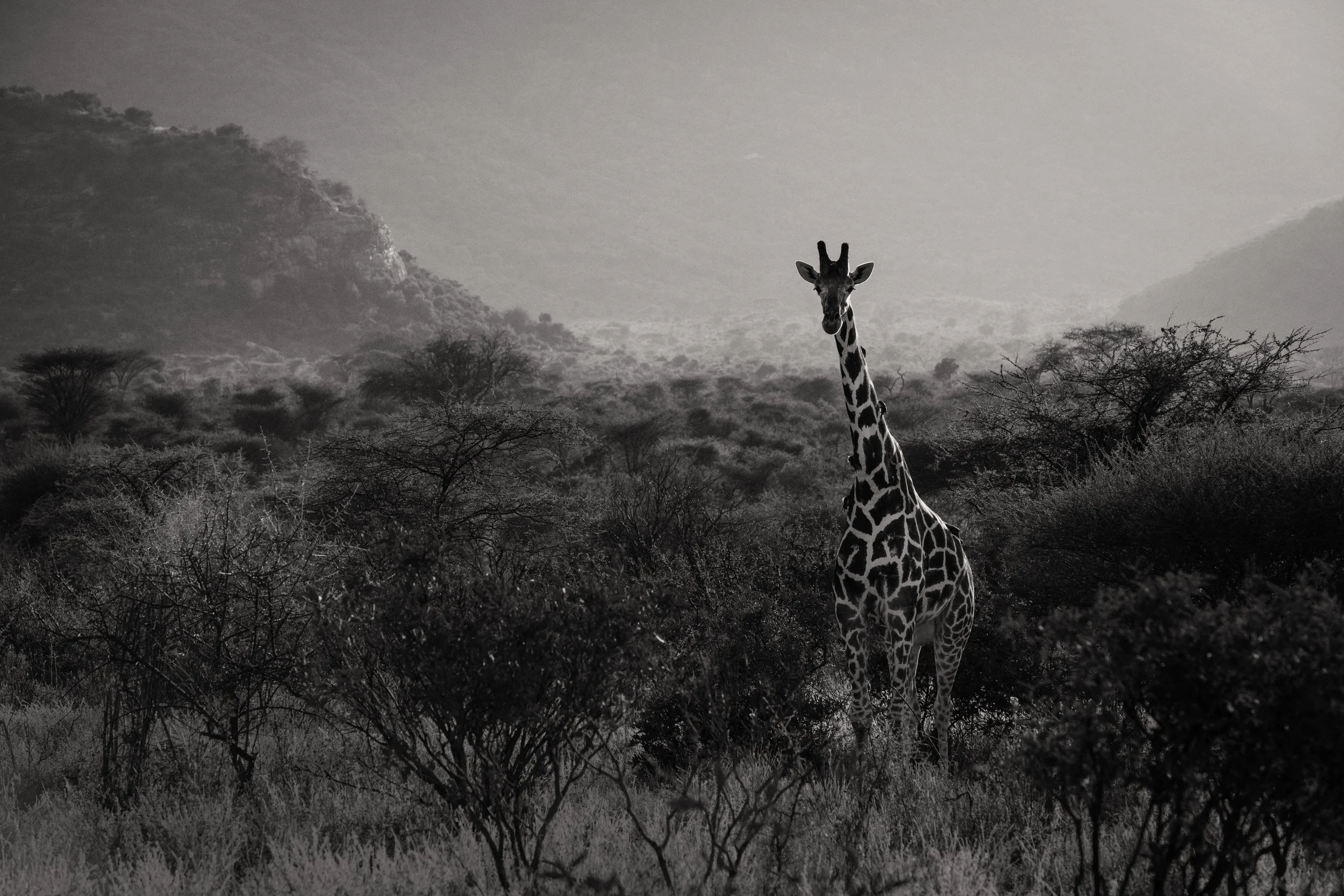 Sarara_Giraffe_1 copy.jpg