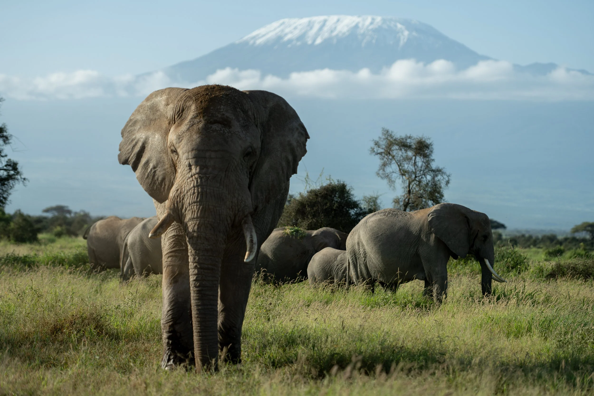 Amboseli 3.jpg