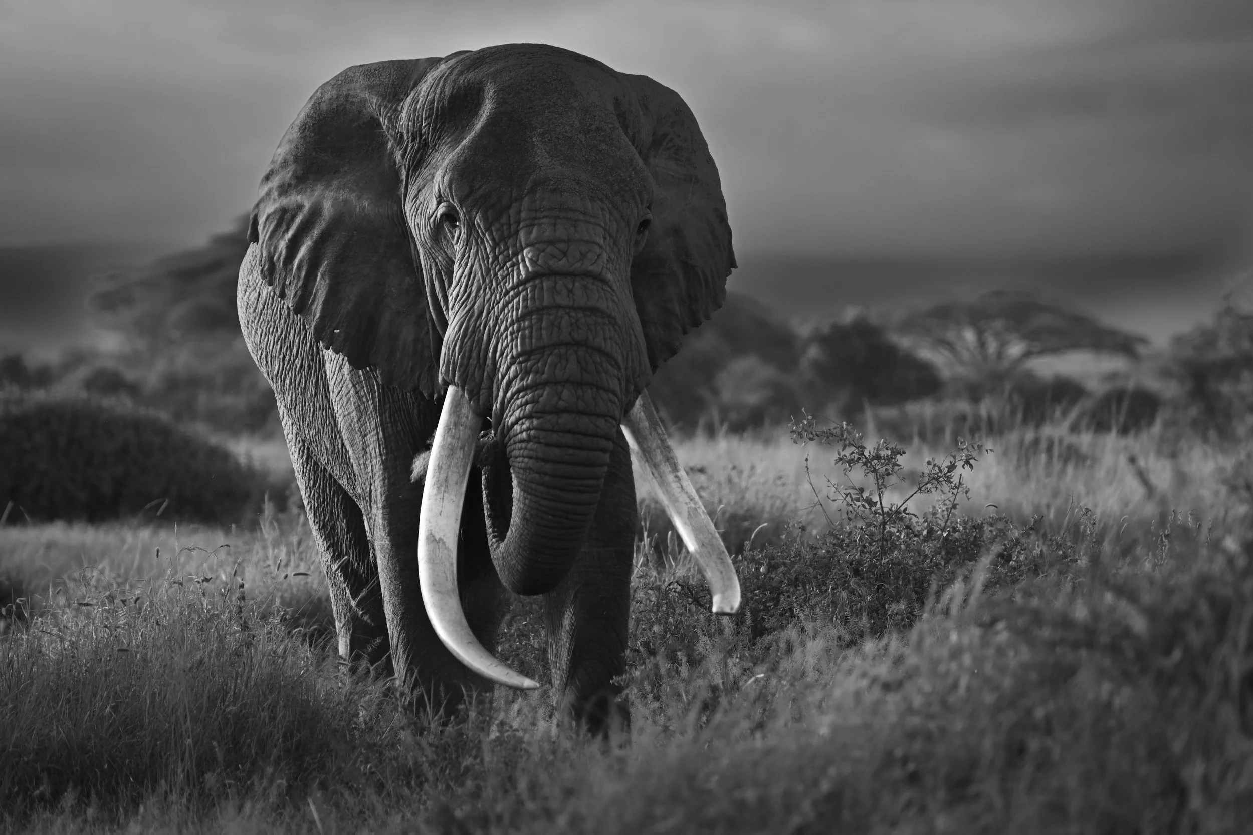 Amboseli 6.jpg