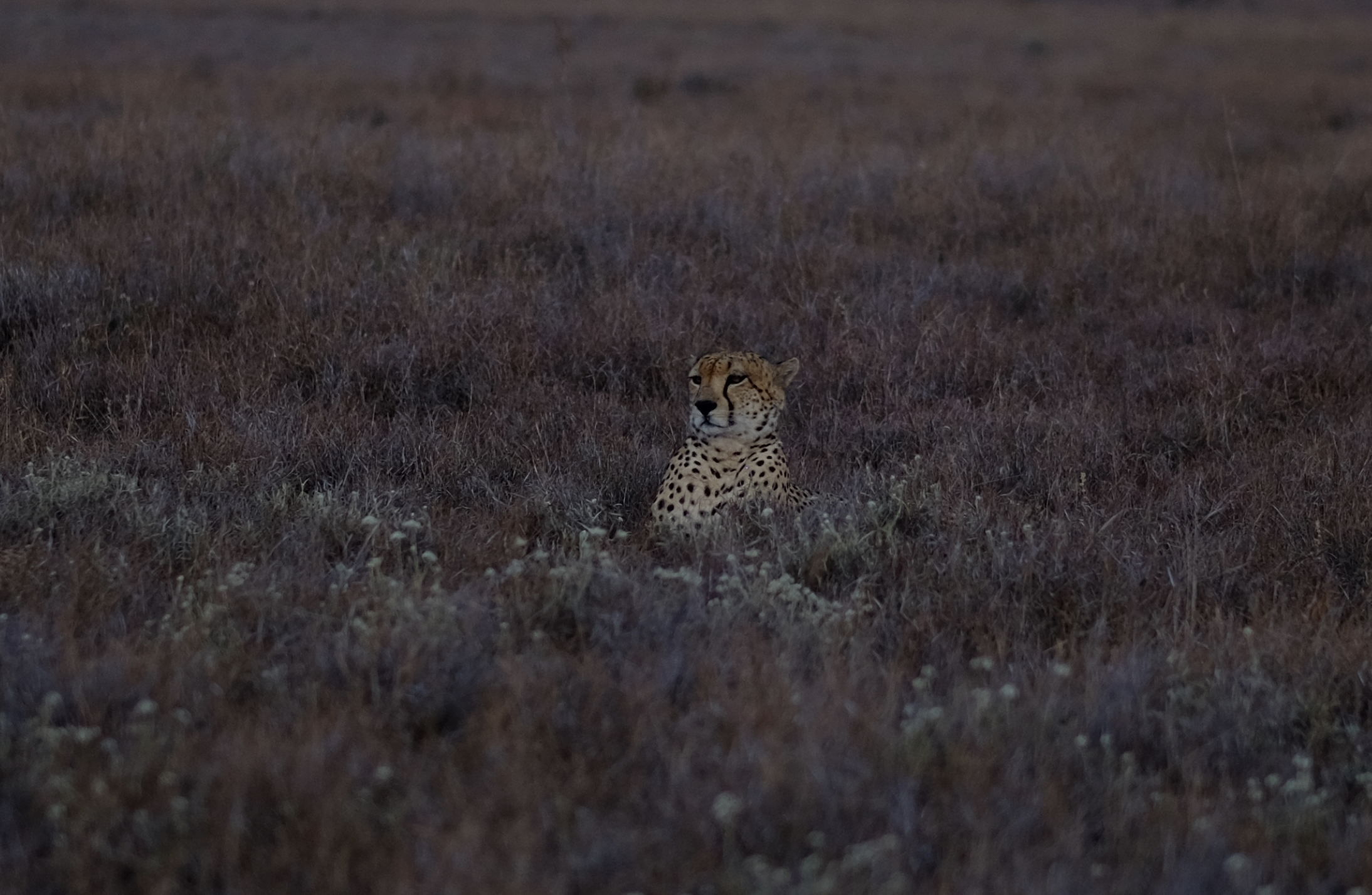 Screenshot 2026-01-28 at 5.20.25 PM.png