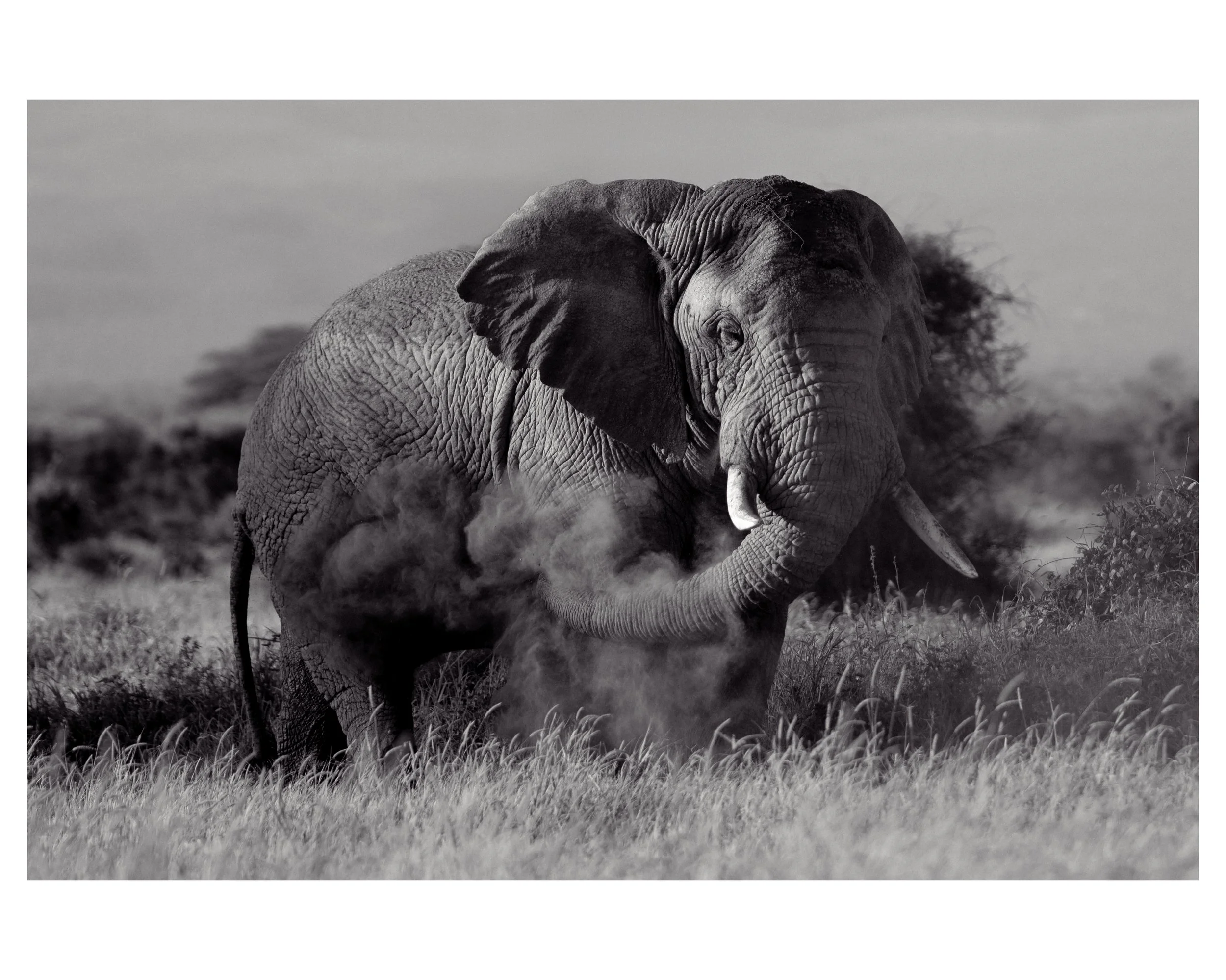 Safari Dust - 16x20 in