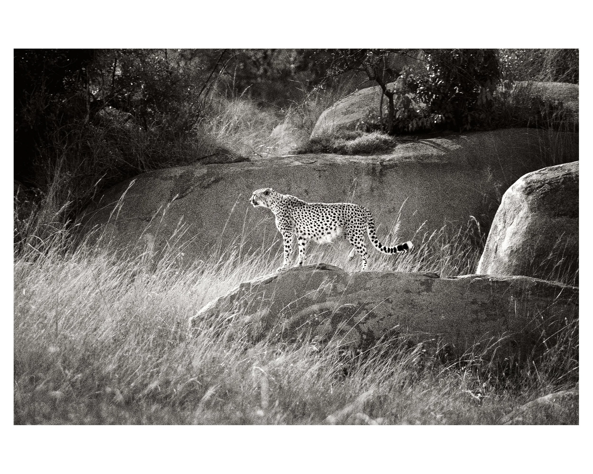 On The Prowl - 16x20 in