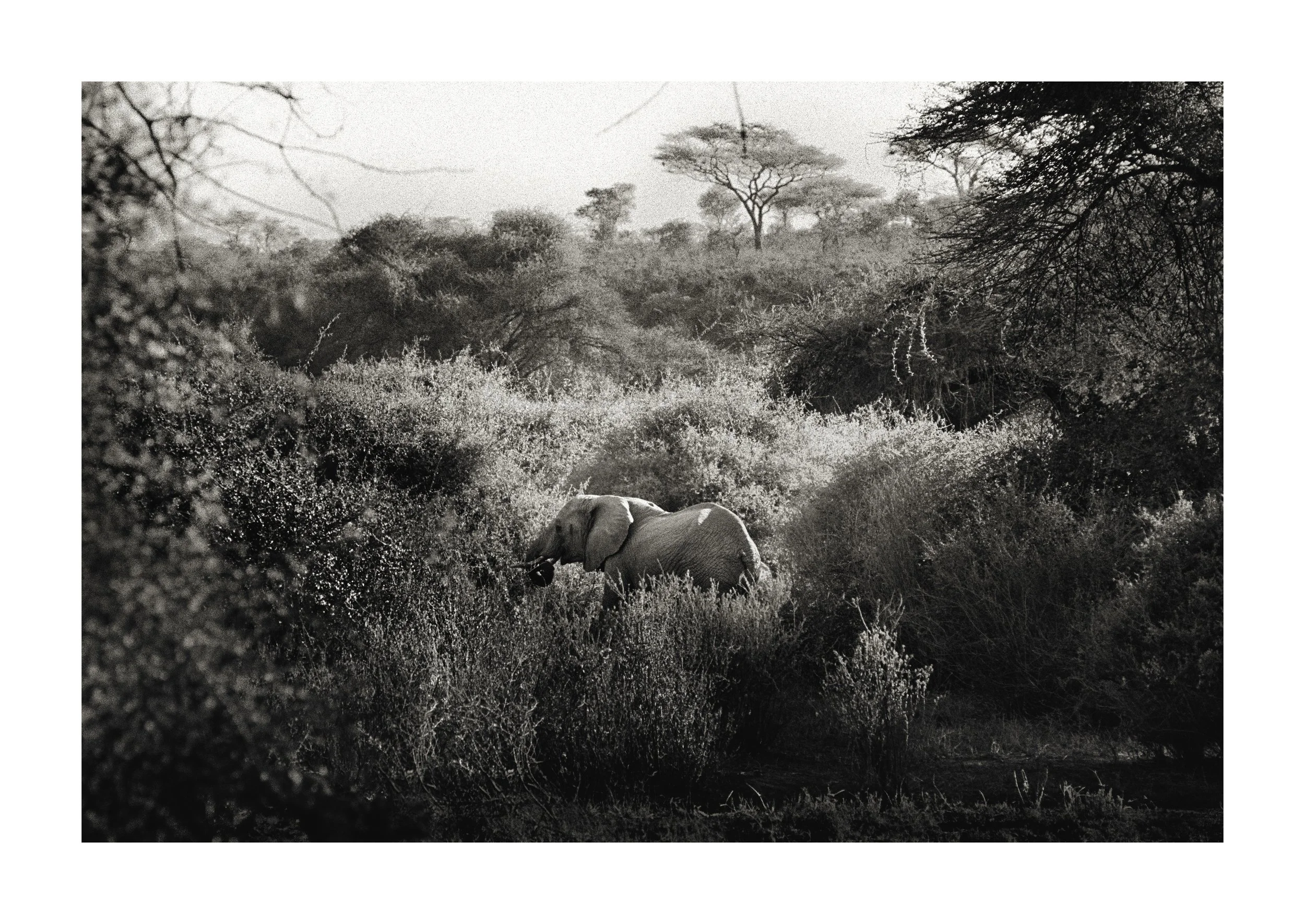 A Young Giant, Laikipia Kenya  14x20 in