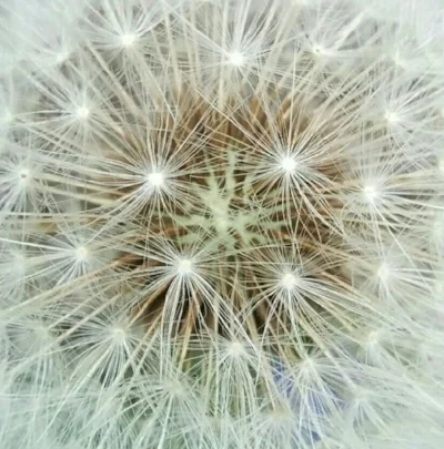 dandilion fairies.jpg