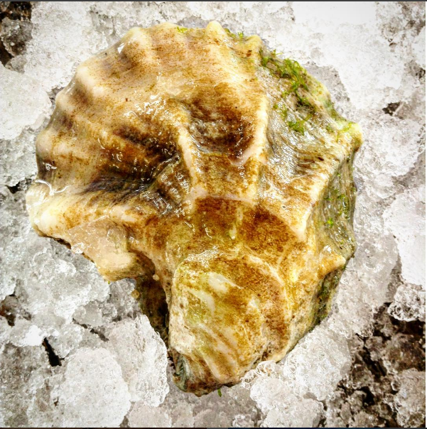 shinnecock_shell.png