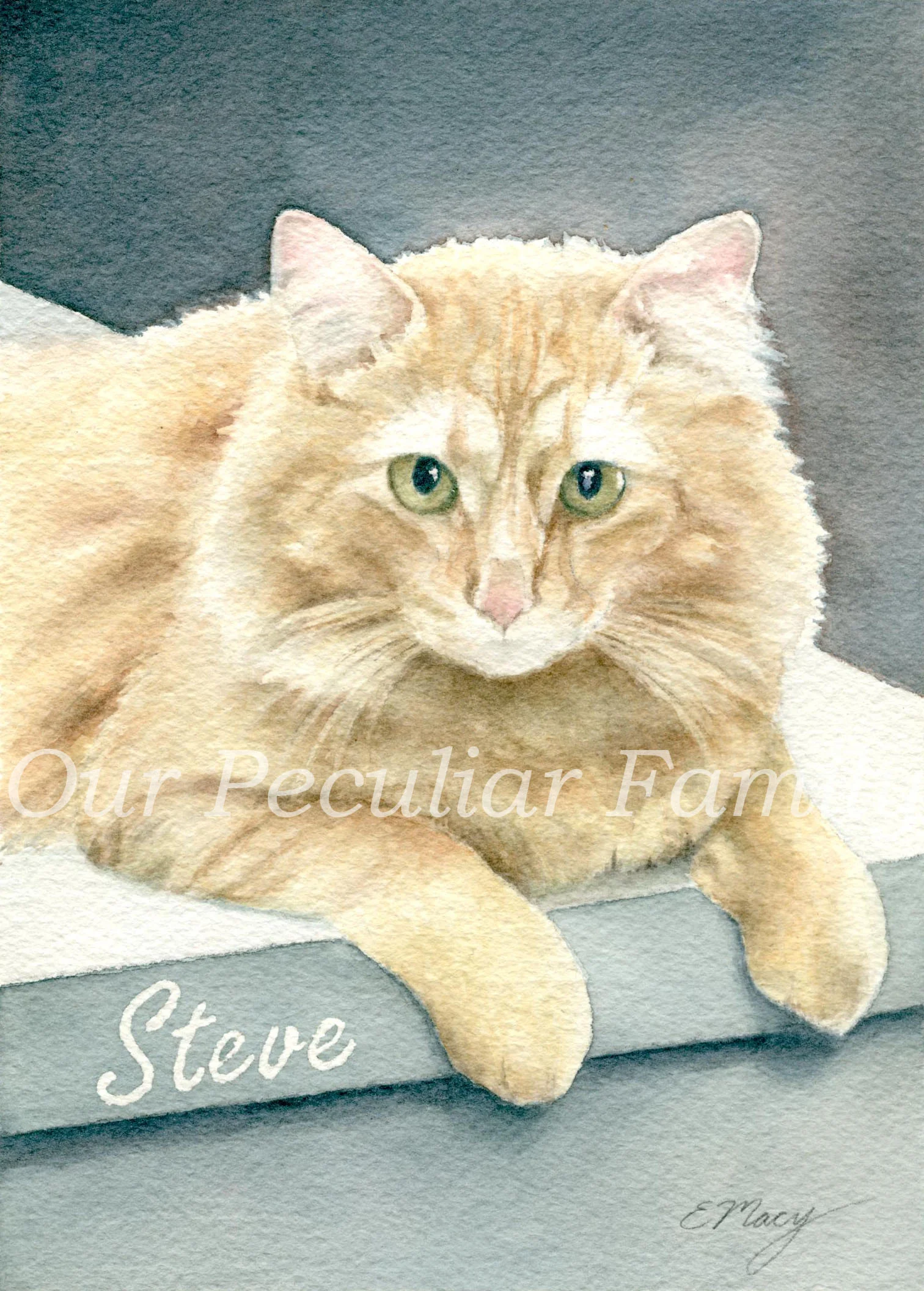 Steve ~ Watercolor by Elisabeth Macy