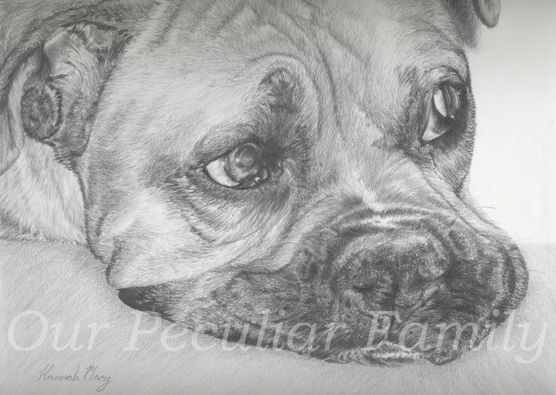 Mozart ~ Graphite by Hannah Macy