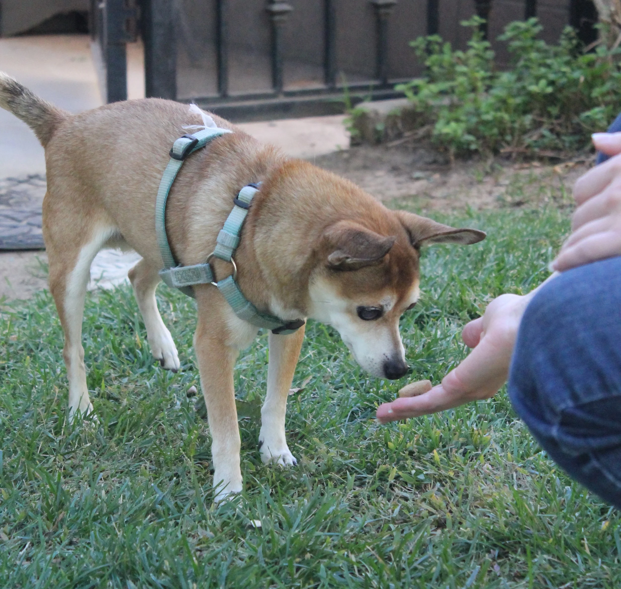 First thing you want to do is become friends with the dog. Although we had already succeeded in that without bribes, a little treat never hurts anything.