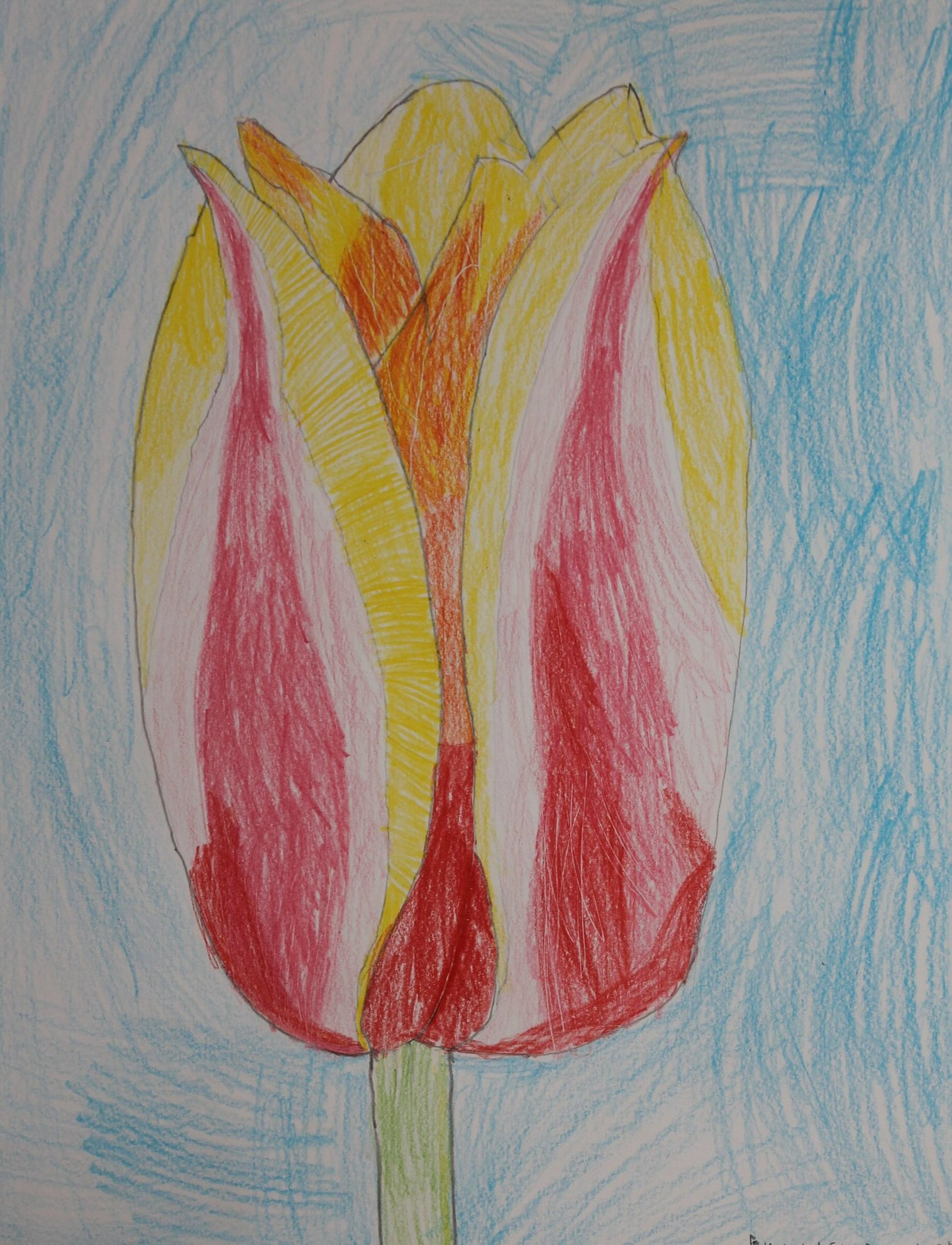 Evy, age 8, colored pencil