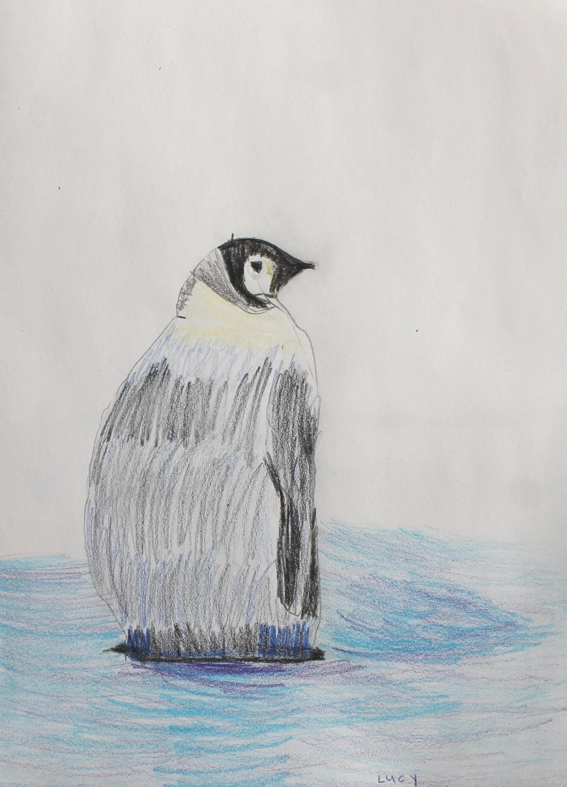 Penguin Chick