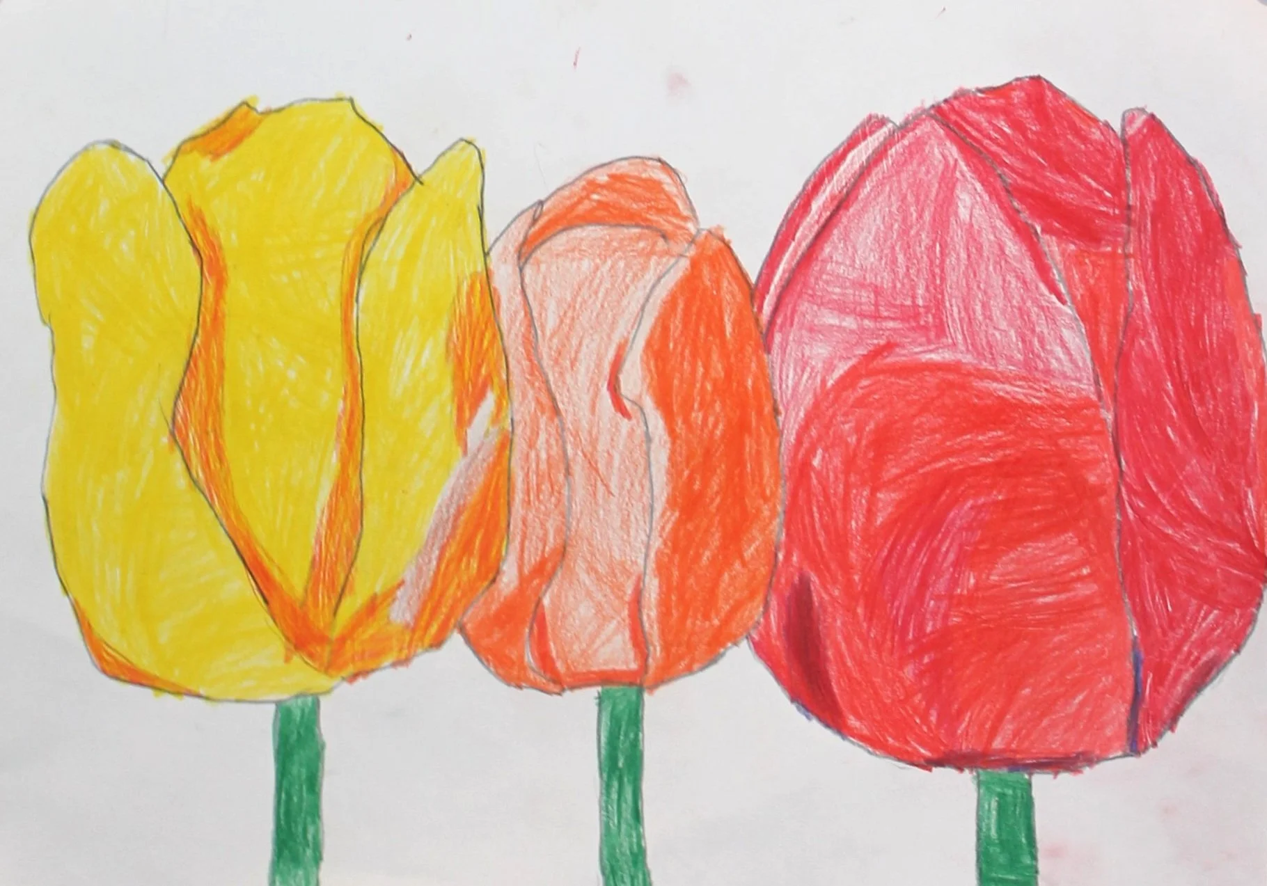 Tulips