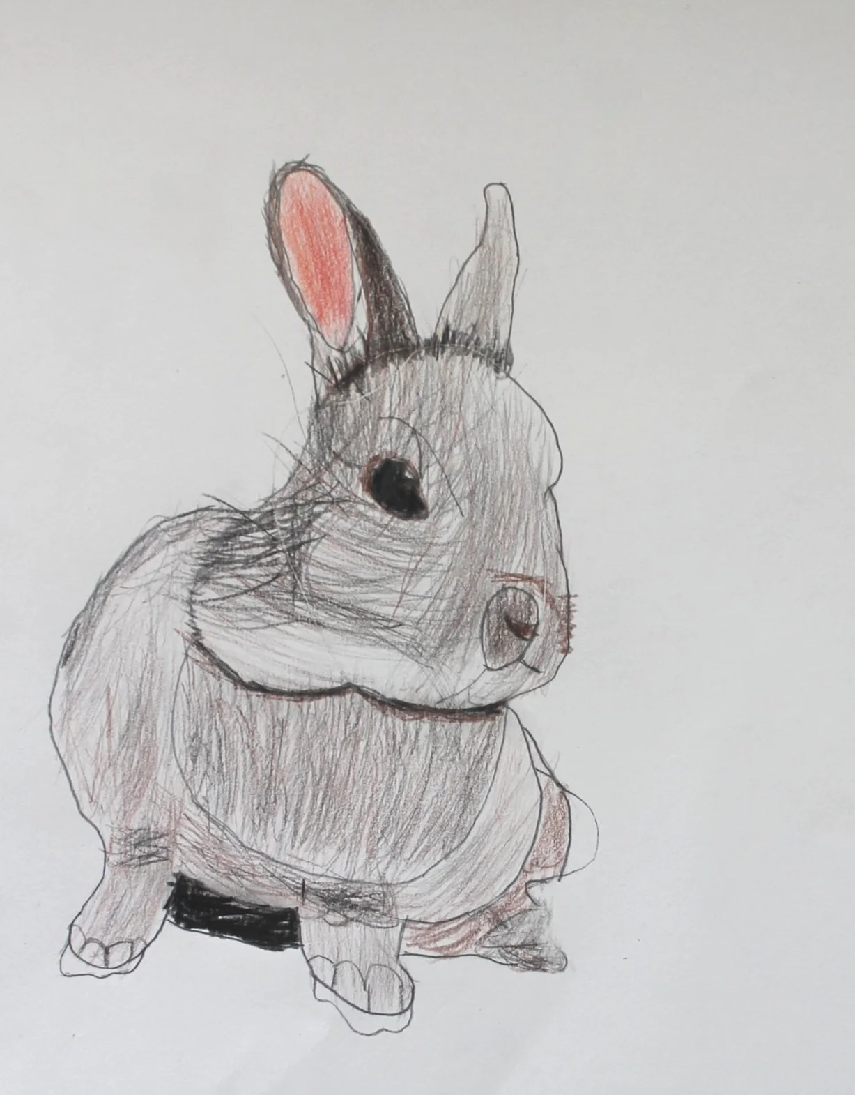 Bunny