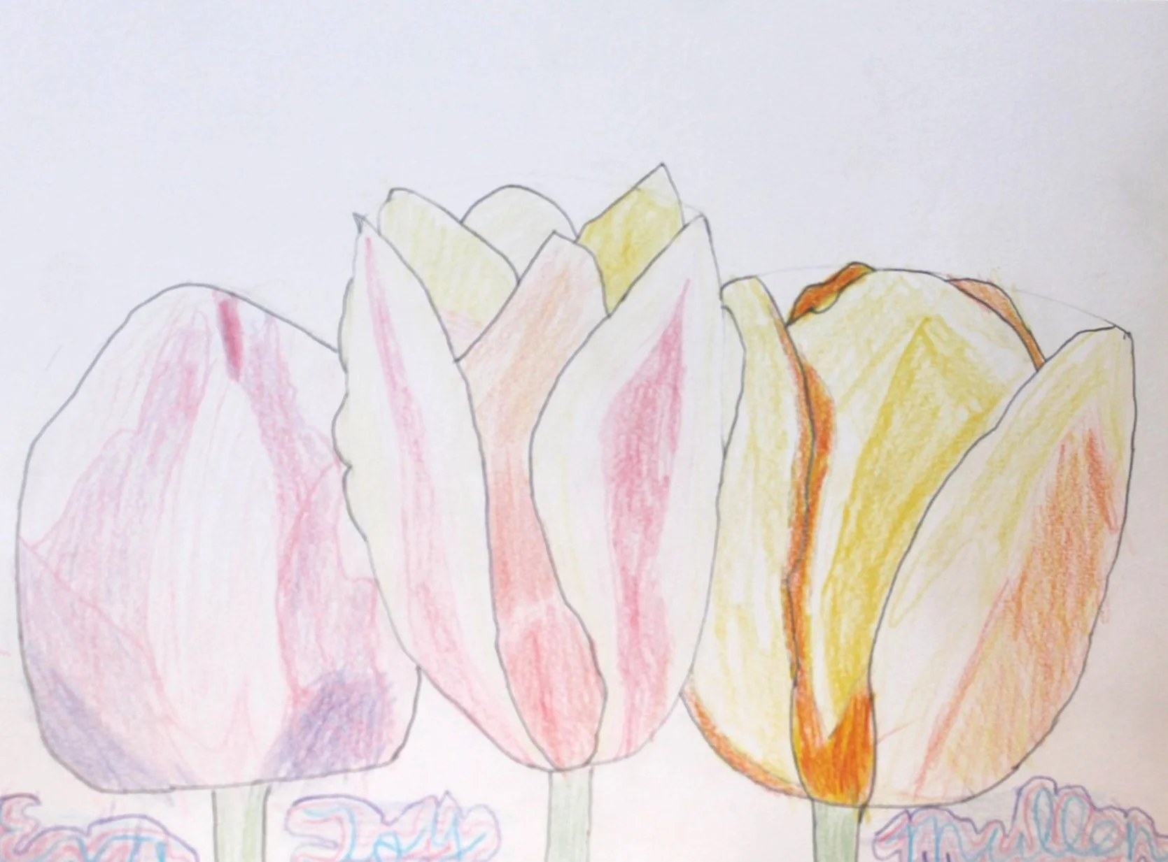 Tulips