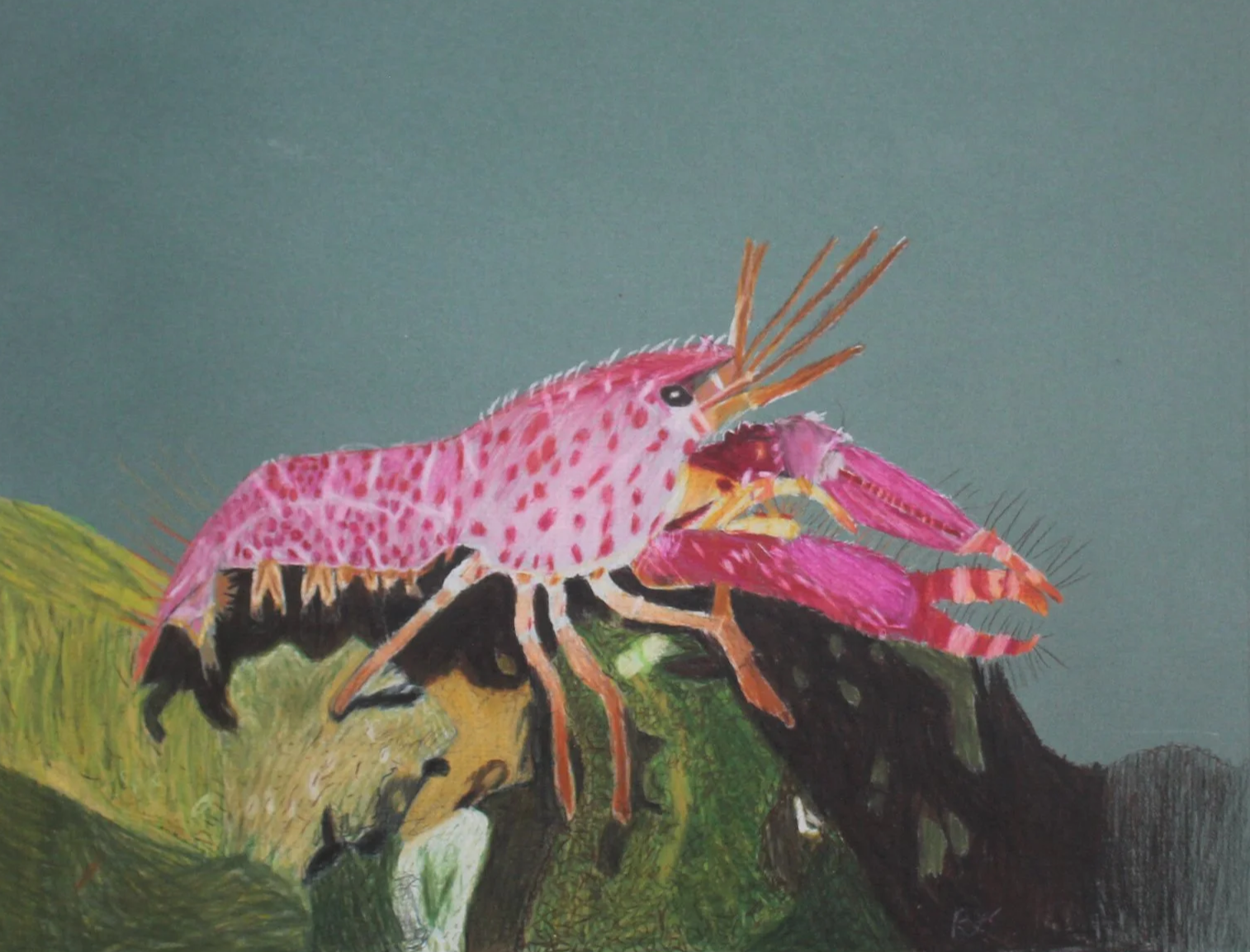 Rook, age 11