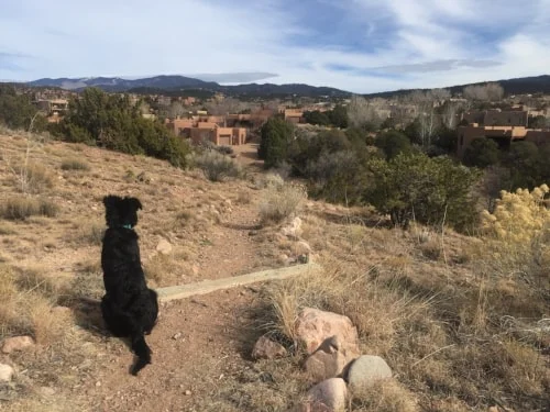 Pups love Santa Fe's great vistas!