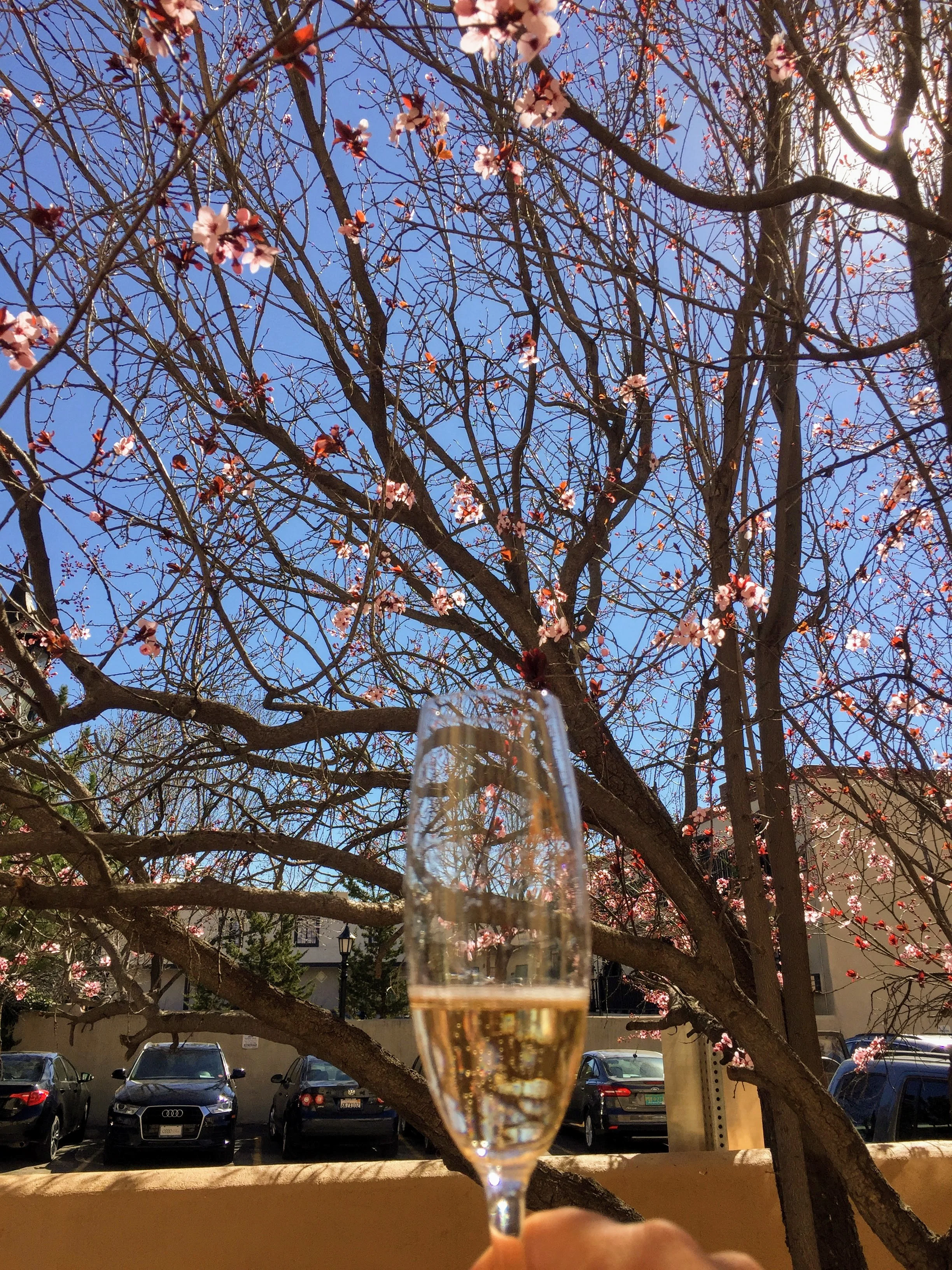 Spring is the perfect time to enjoy a sunny afternoon at Gruet Santa Fe . Enjoy lounging on the patio underneath the cherry blossoms