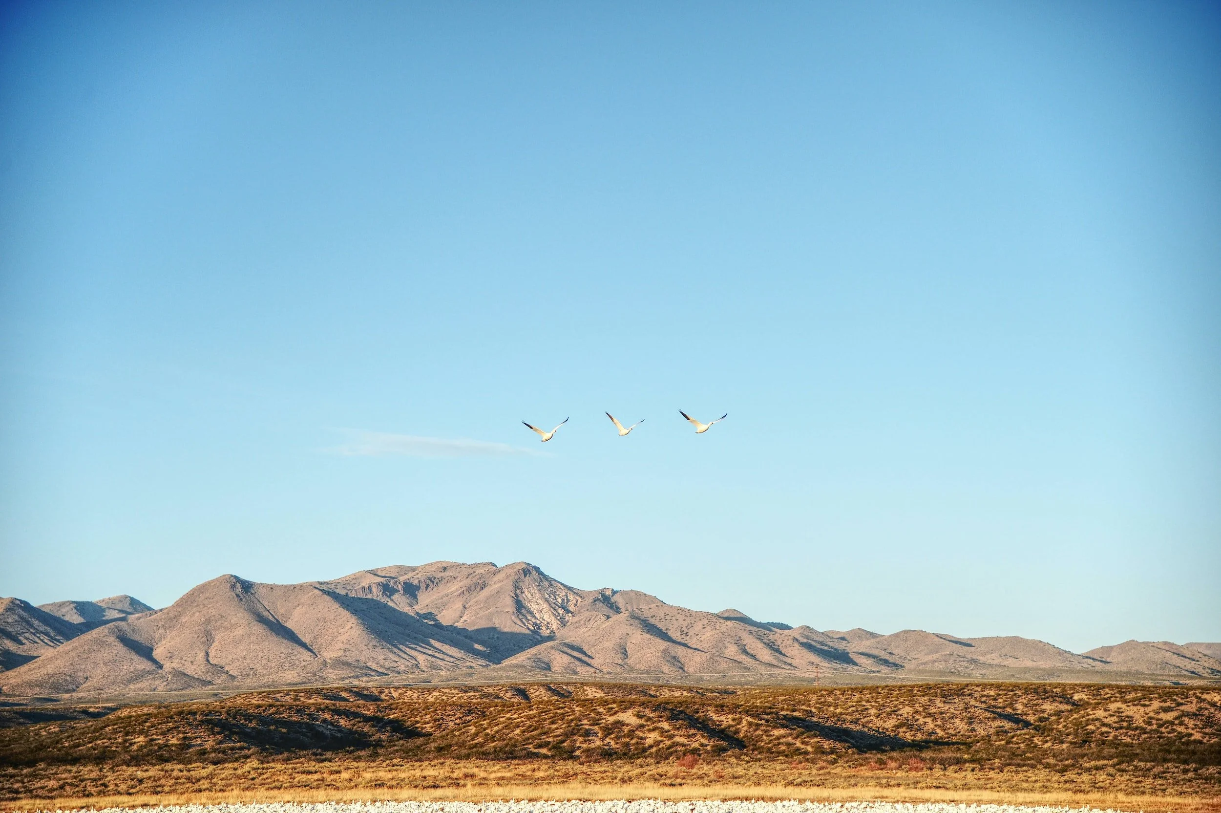 Bosque del Apache: A Nature Lover's Winter Wonderland