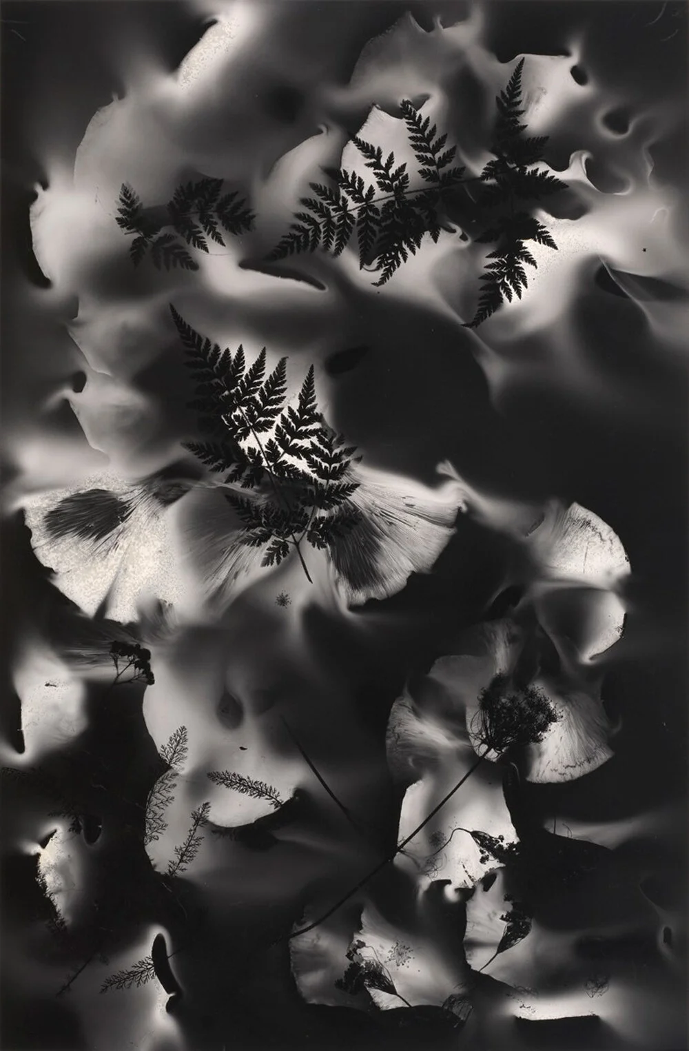 Luminescent Herbarium