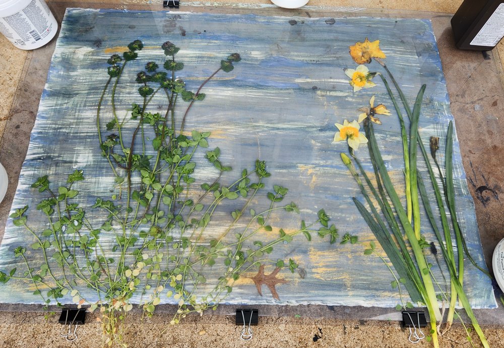 process daffodil and chickweed osgf.jpeg