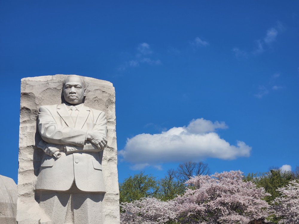 mlk monument dc and cherry blossoms,2023.jpeg