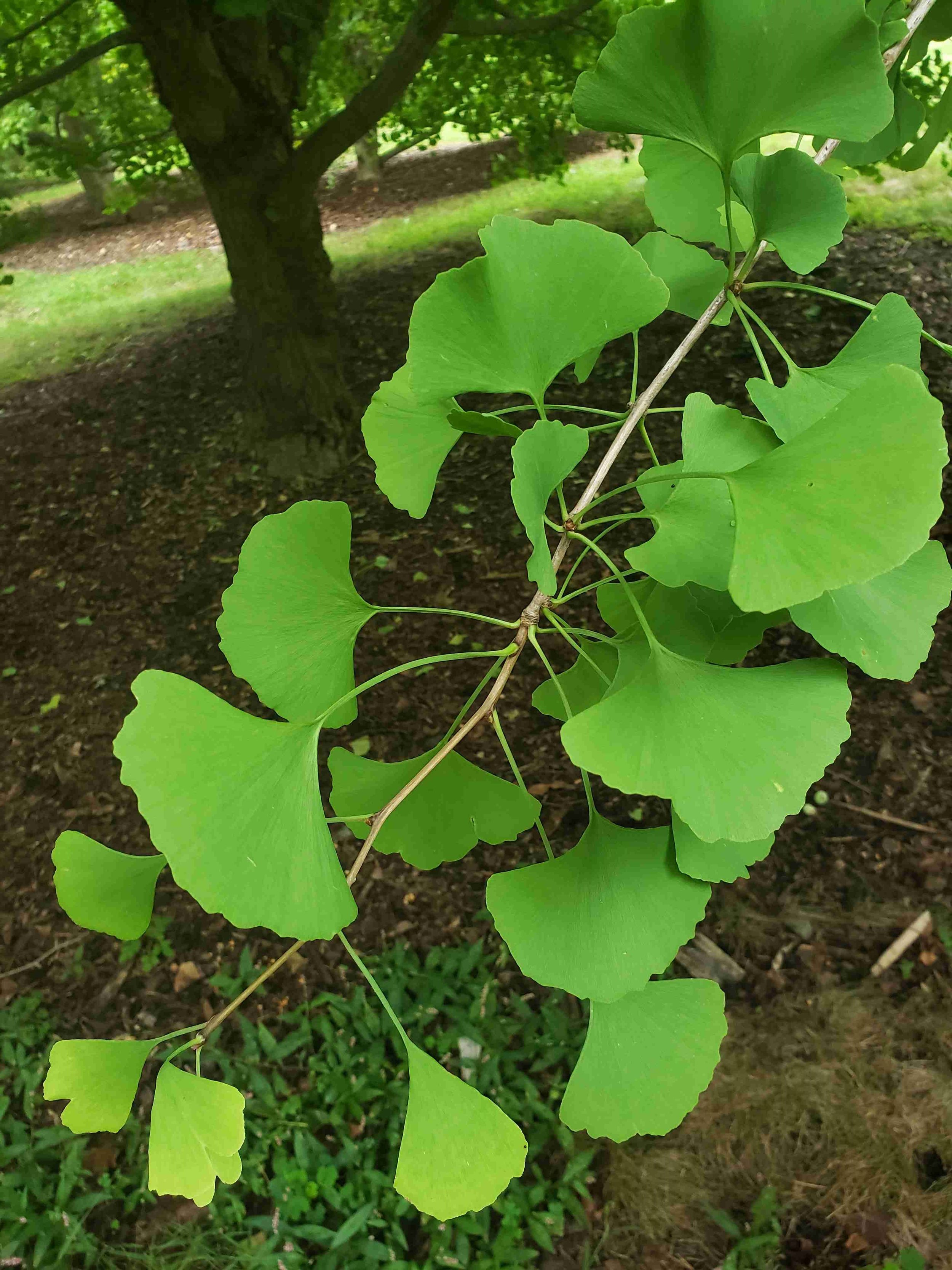 Gingko.AA.9.11.20.jpeg