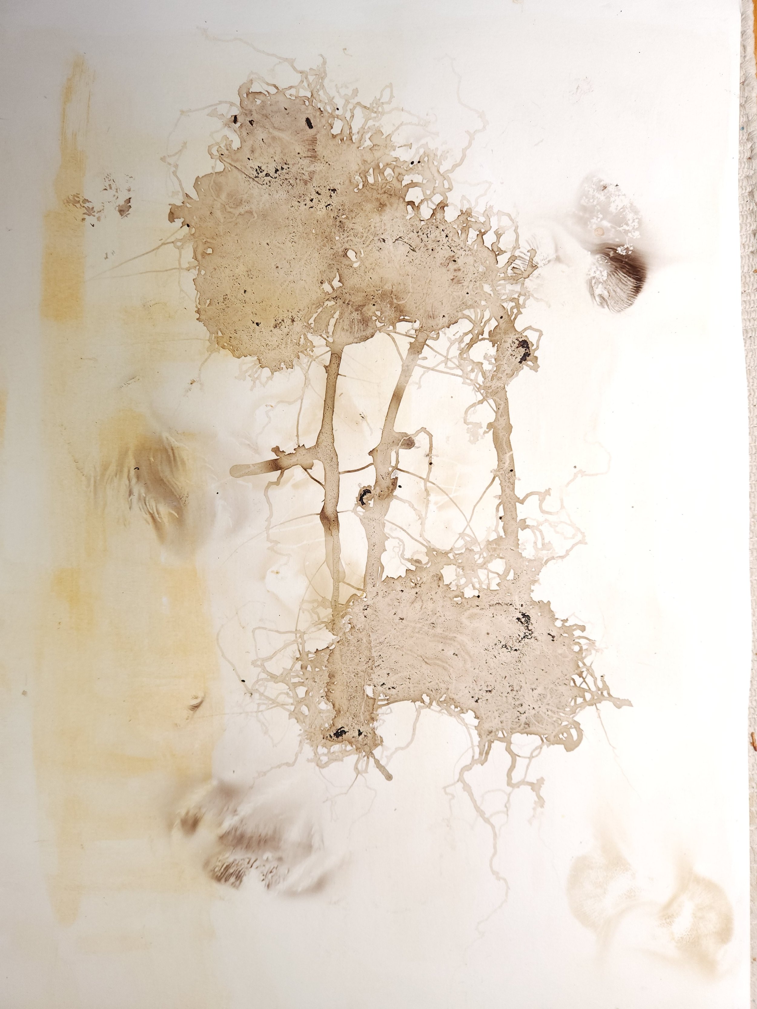 Perfectly Voiceless: Coprinopsis atramentaria/Inky Cap Mushroom mushroom spores, gesso and deliquesced mushrooms on paper 18 x 24 inches, 2022