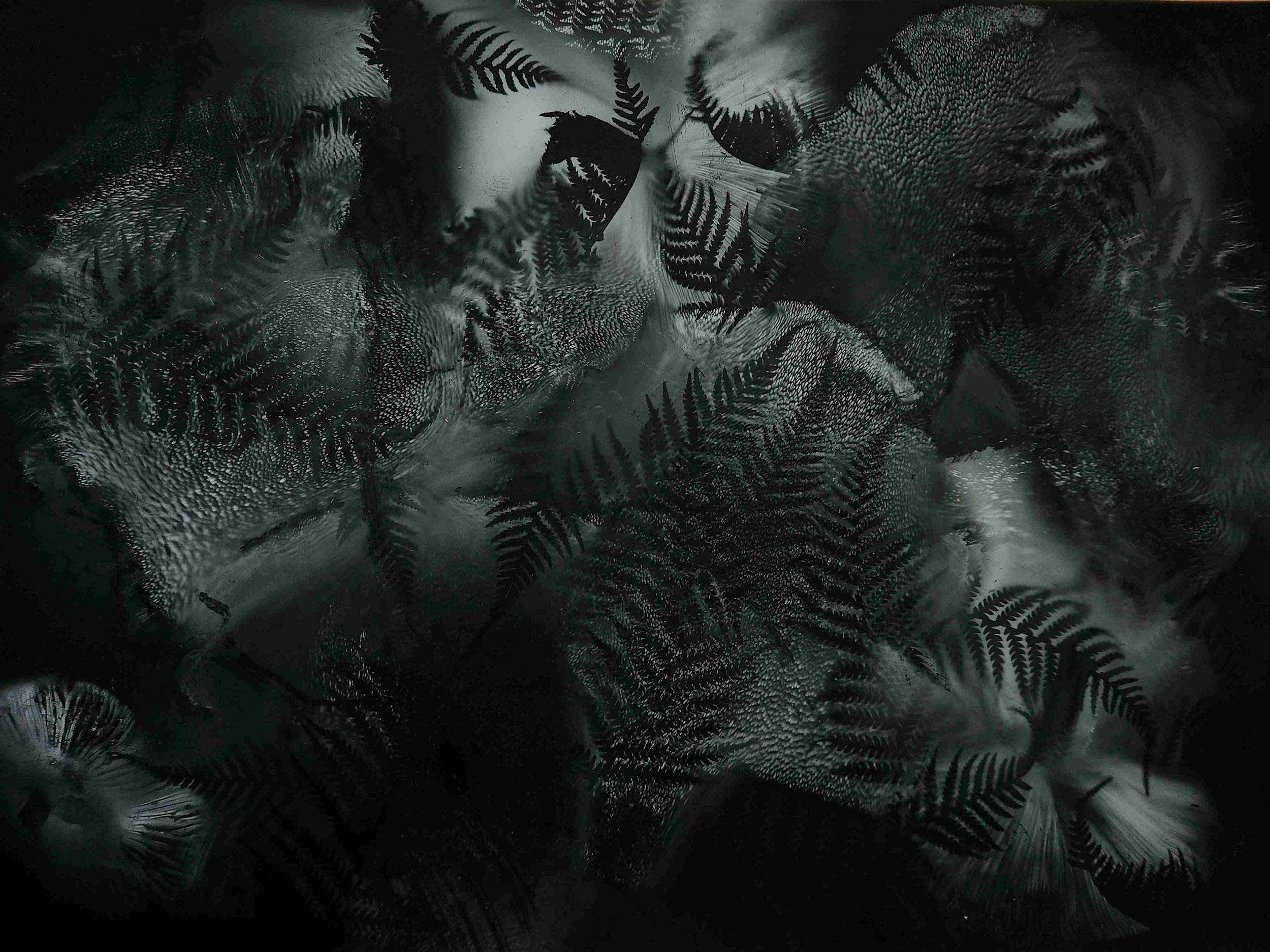 tree fern spore print low res.jpeg