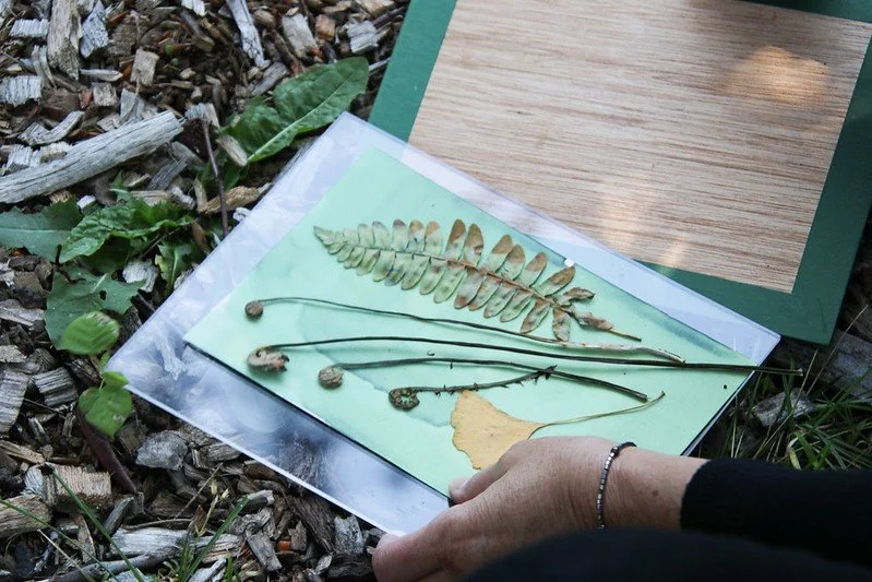 Botanical Cyanotype for Beginners