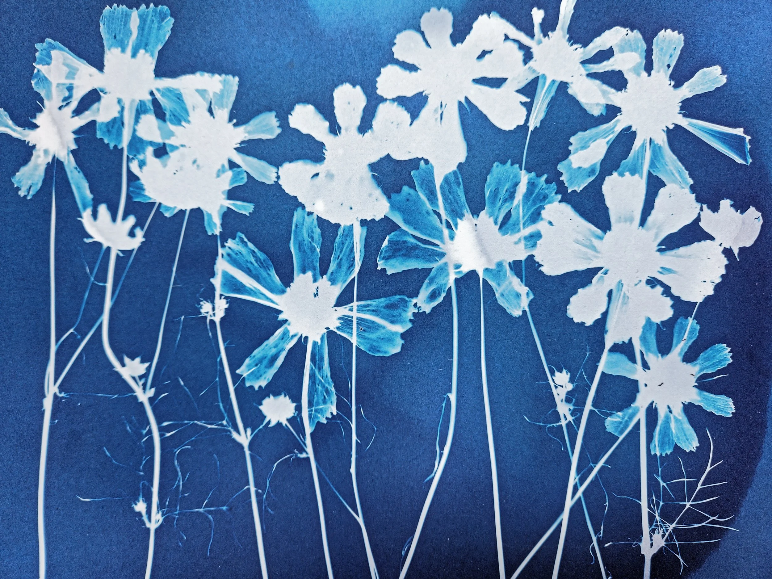 Cyanotype Basics