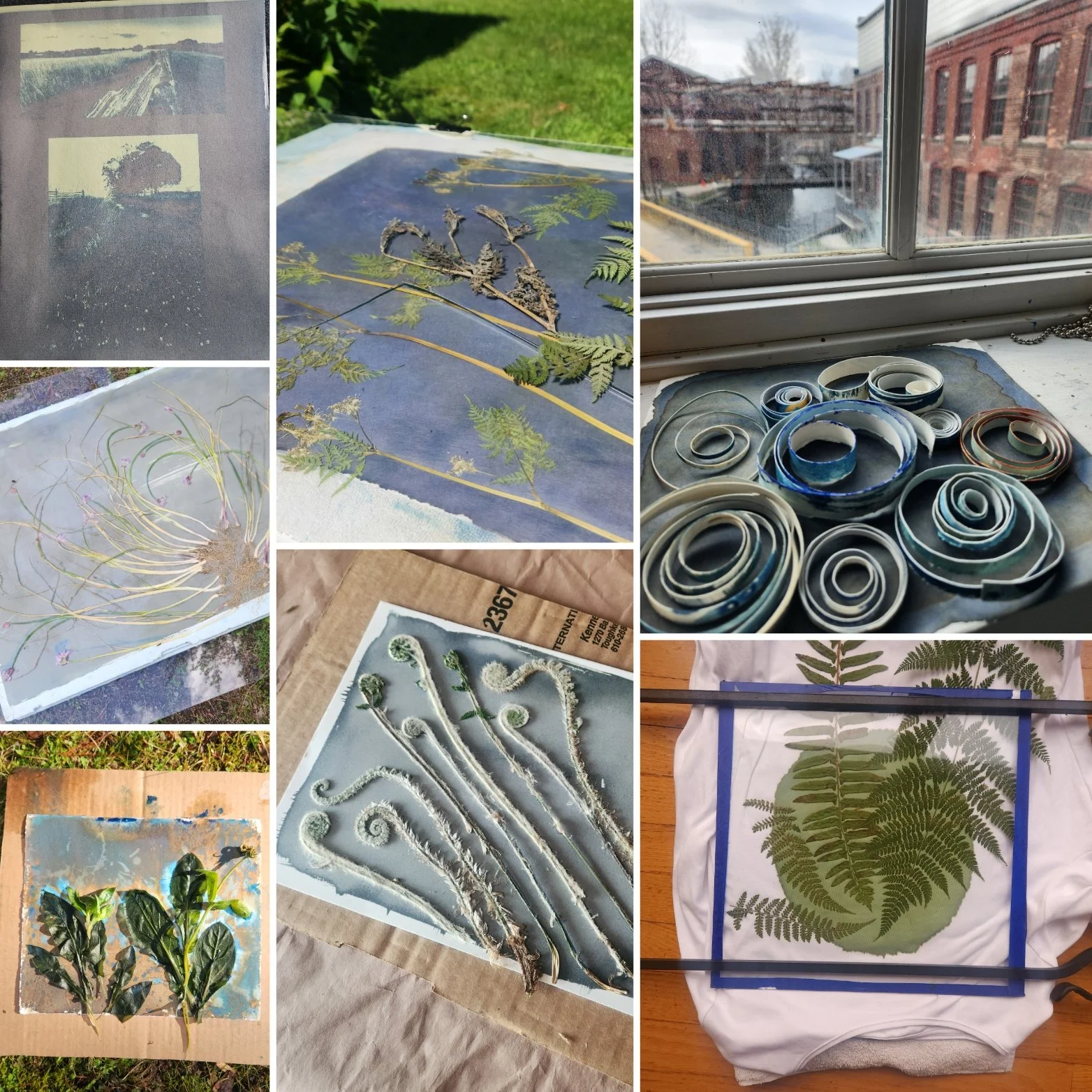 Snow Farm: Exploration in Botanical Cyanotypes