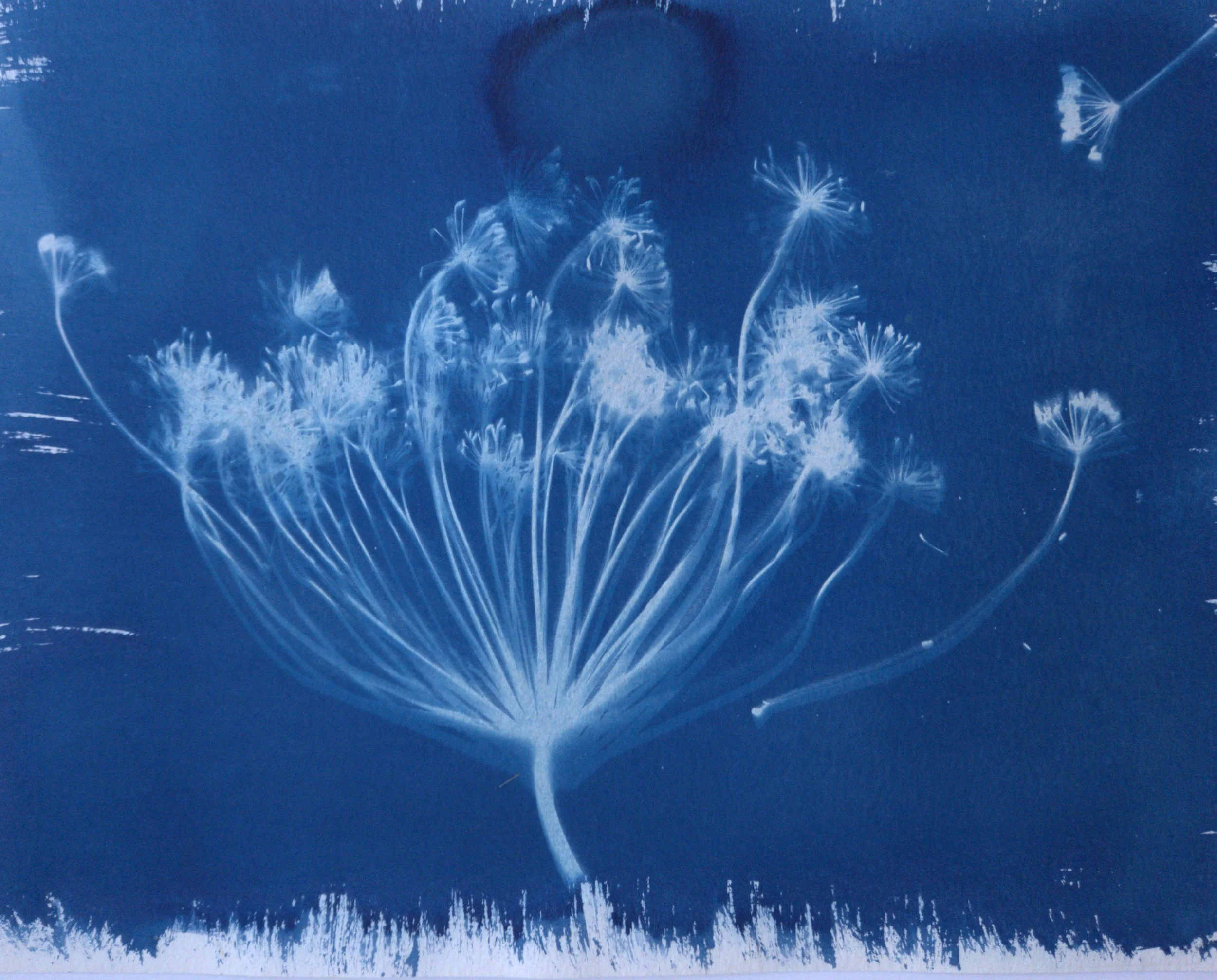 Cyanotype for Beginners